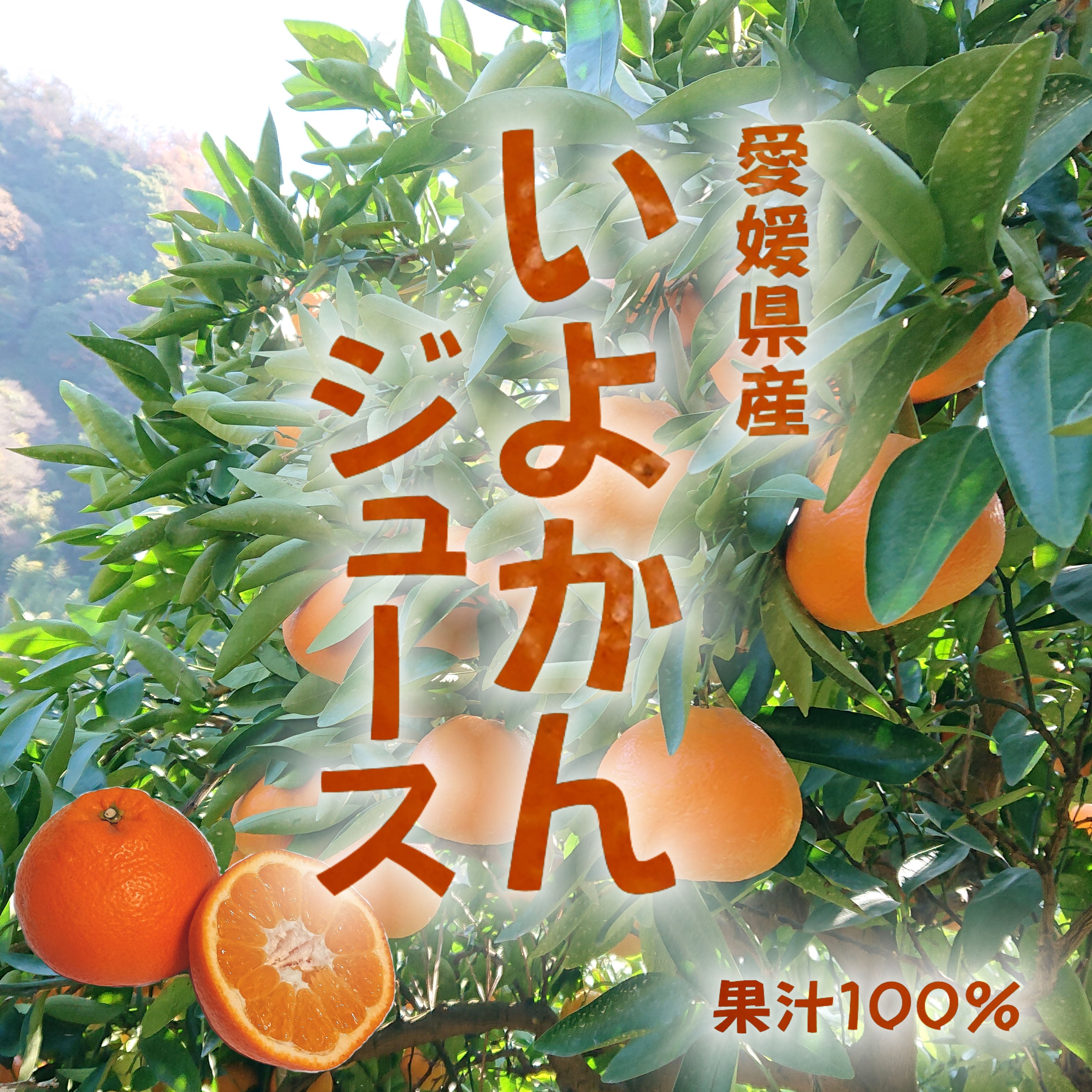 愛媛県産いよかんジュース（4本） | みかん