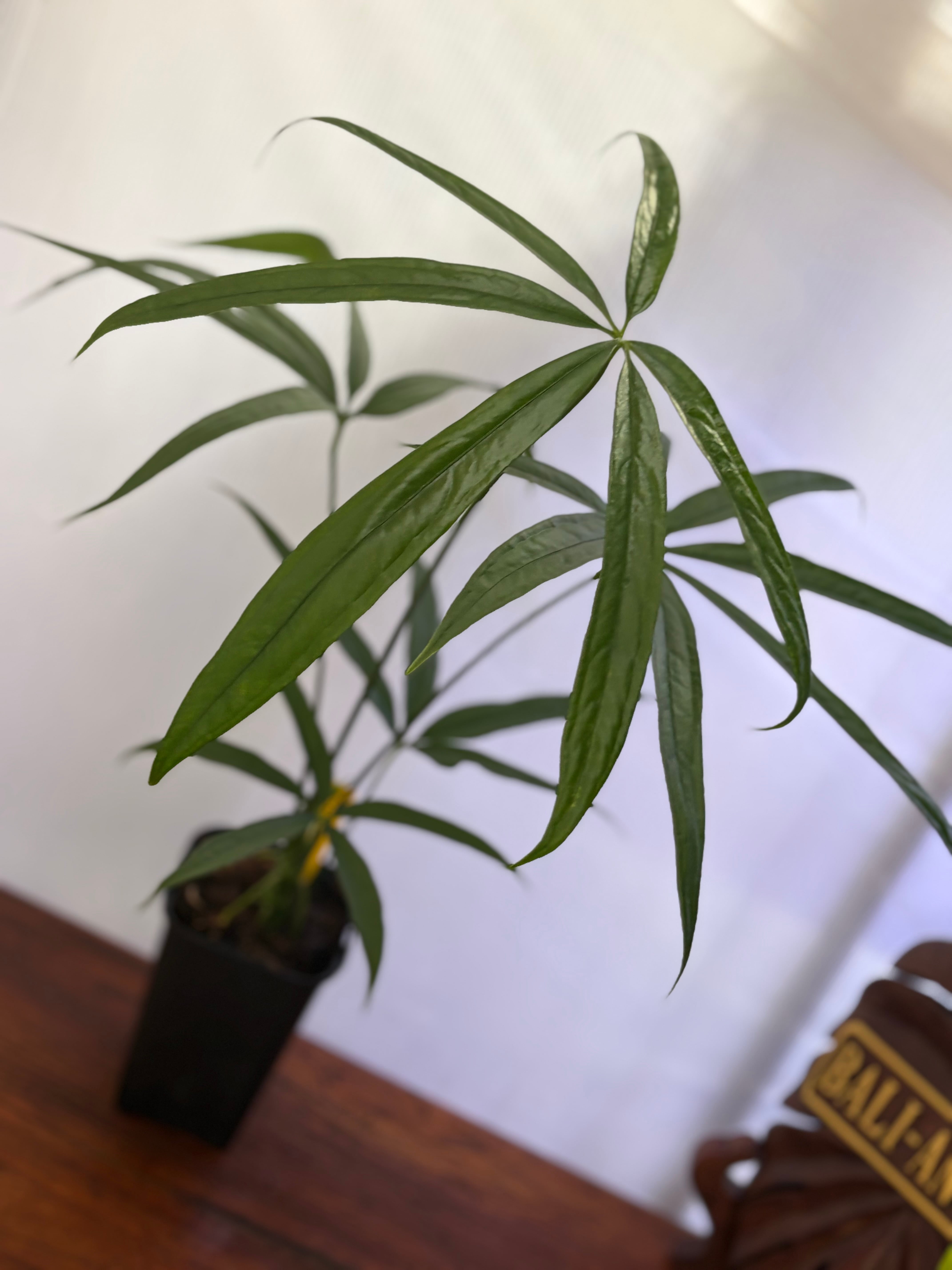 Anthurium | BALI-AN 園芸