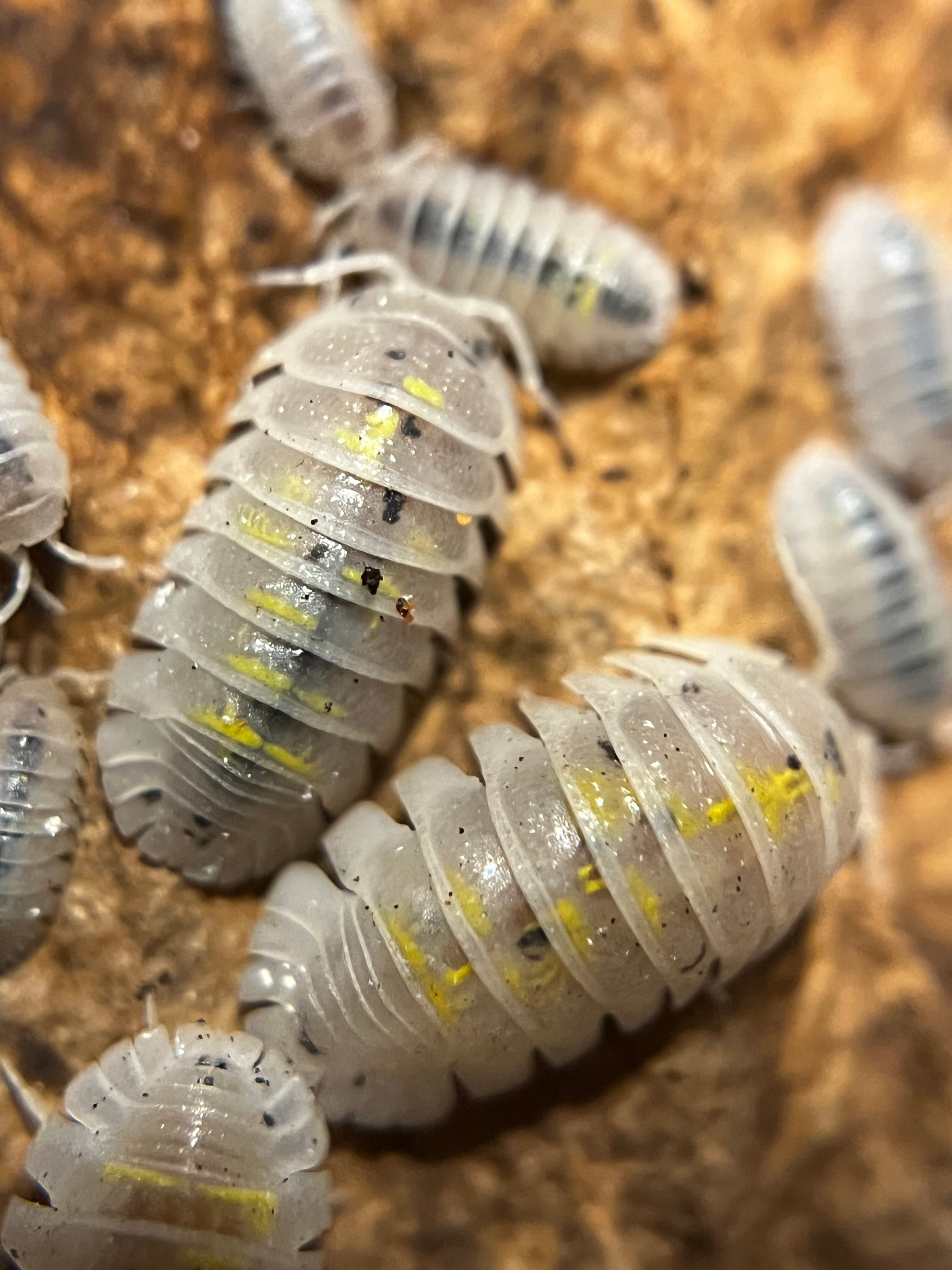 だんごむし様 SHUNisopods ダンゴムシ、ワラジムシのお店