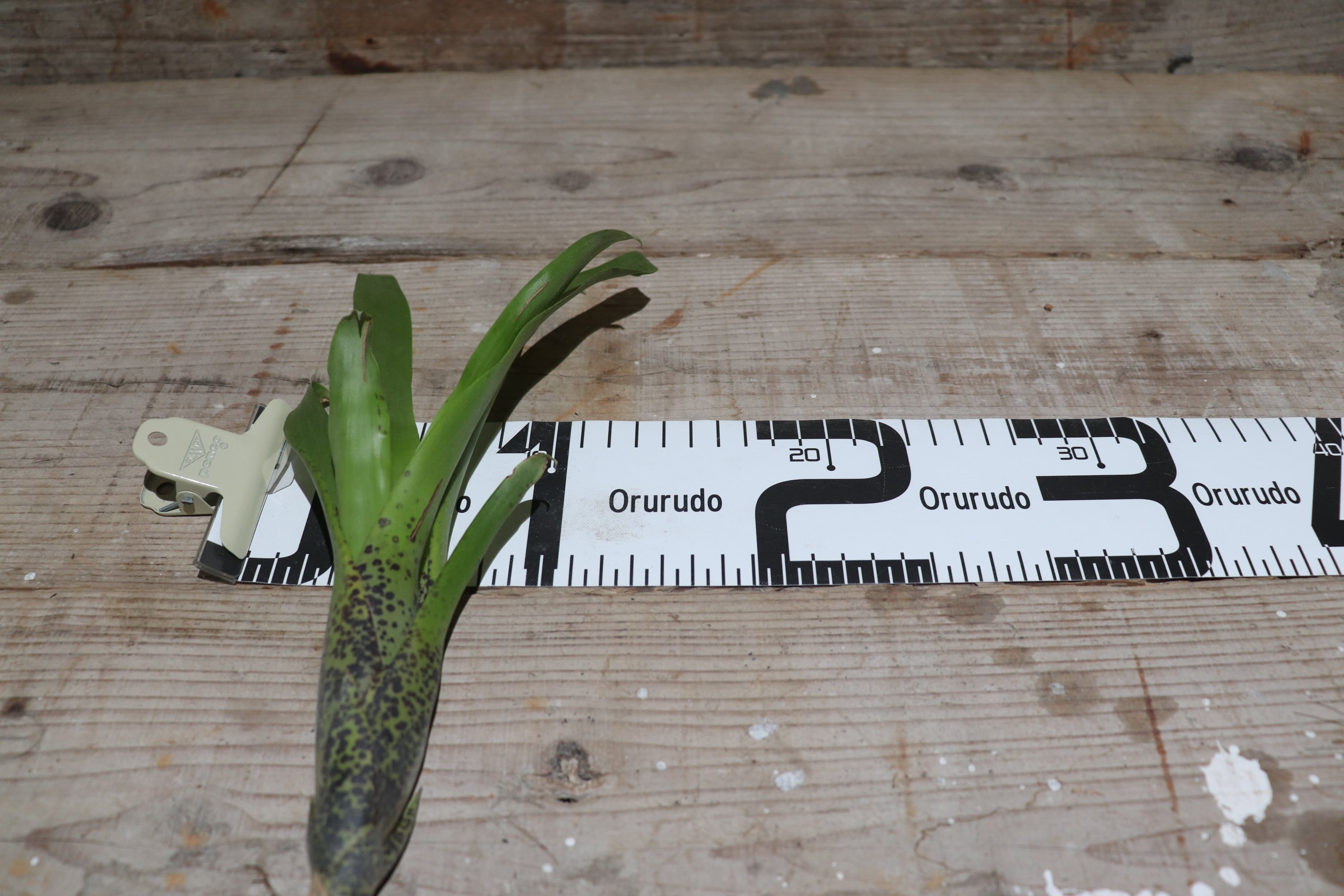 送料無料】ラシナエア ダイエリアナ〔エアプランツ/タンクブロメリア