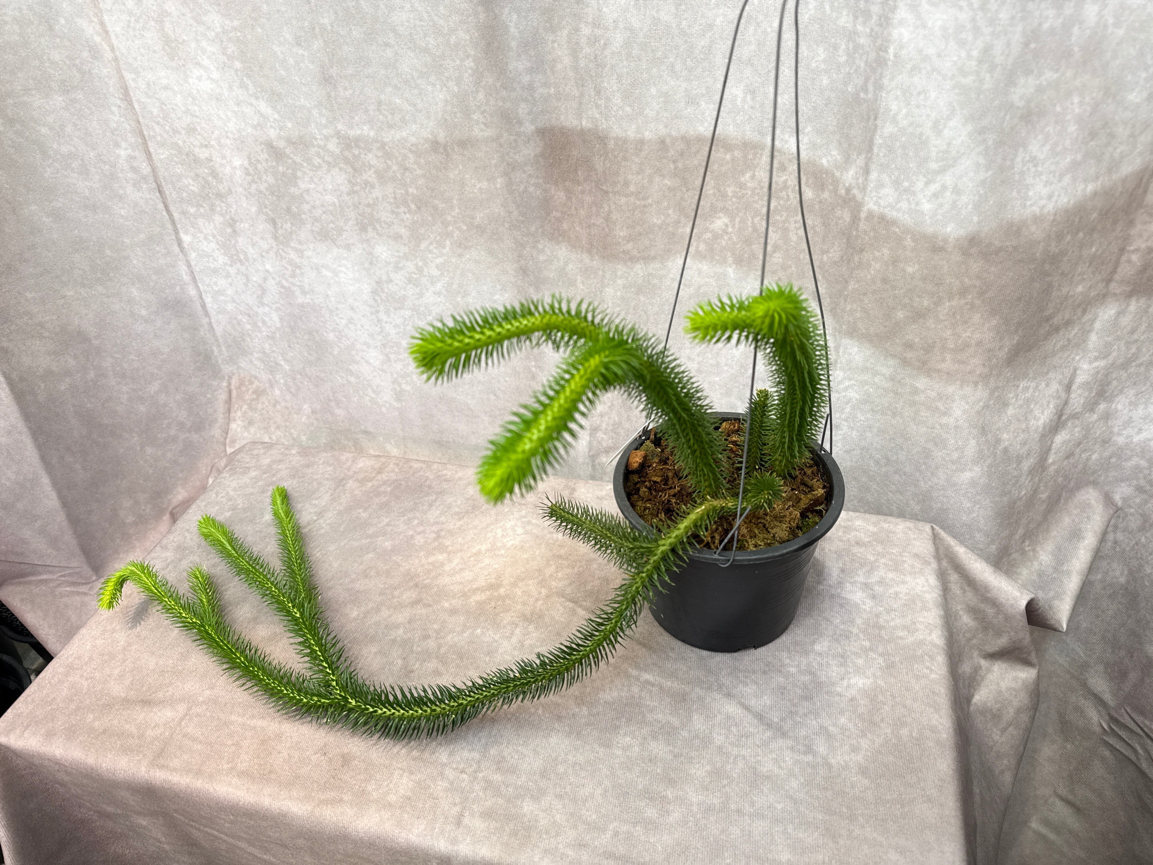 フペルジア ヌンムラリフォリア | Gardenえん 【観葉熱帯植物】