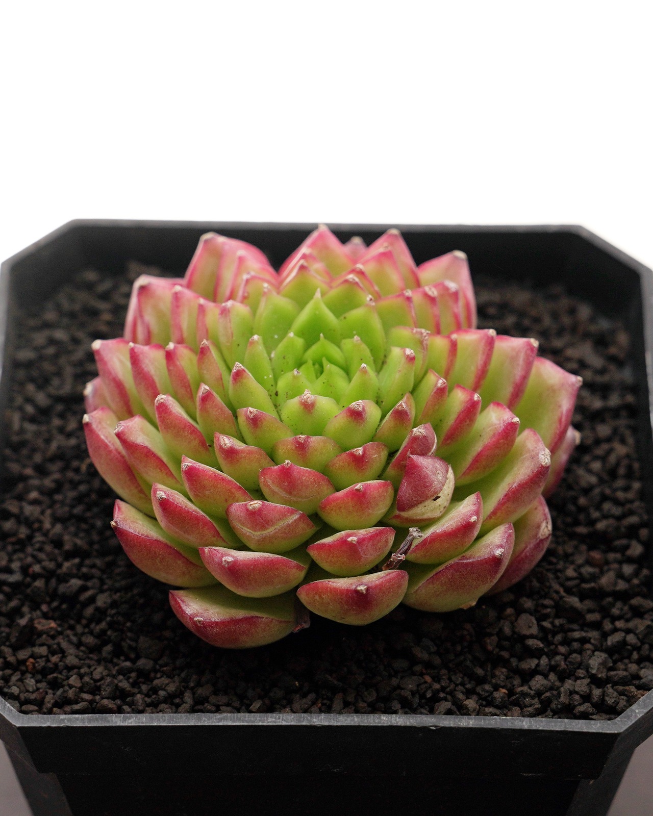 微発根カット苗 ボーンスプレマシー Echeveria 'Bourne Supremacy'