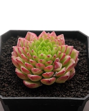 微発根カット苗 ボーンスプレマシー Echeveria 'Bourne Supremacy'