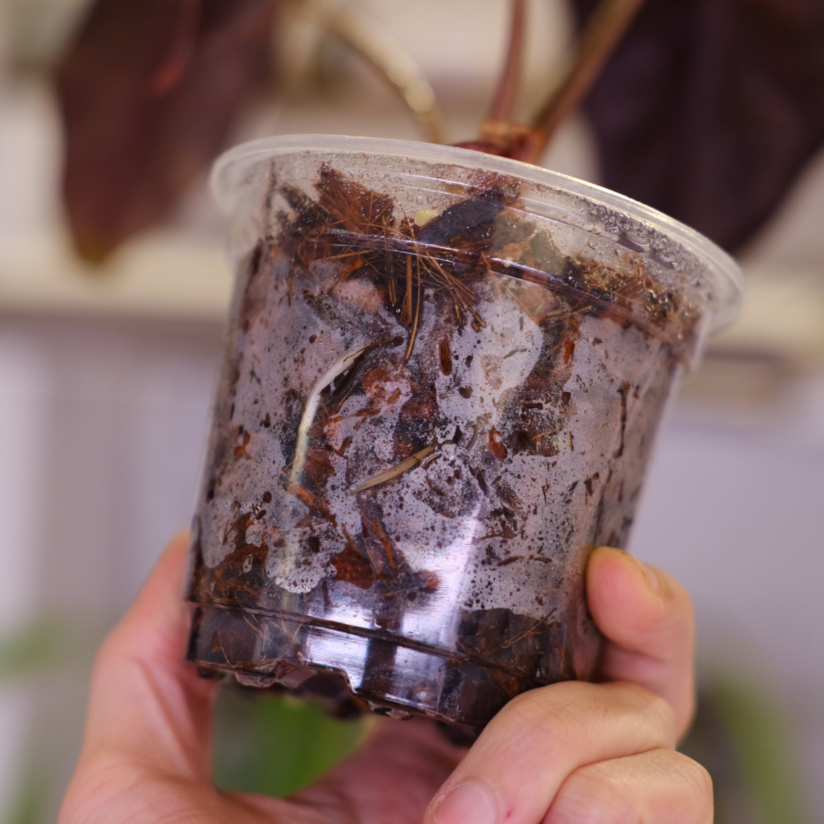 Alocasia chantrieri pink│アロカシア シャントリエリ ピンク⑥│観葉