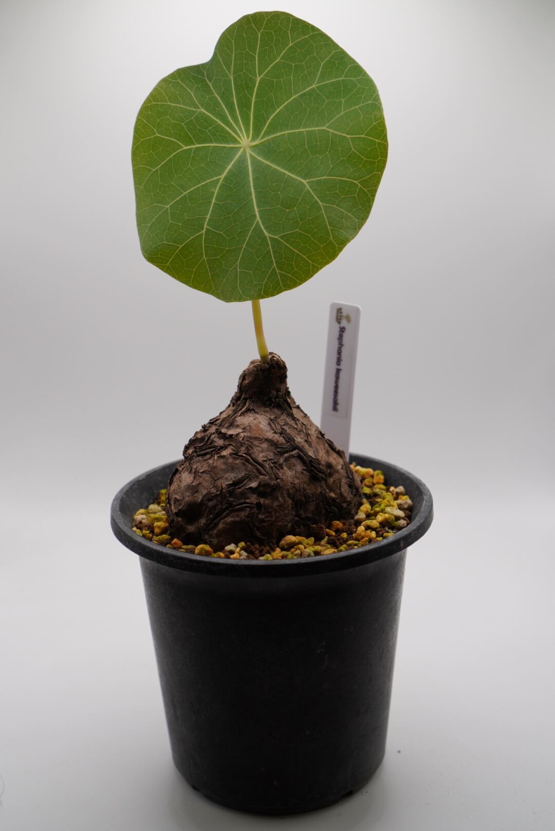 ステファニア カウィーサキー ステファニア カウィーサキー | Green