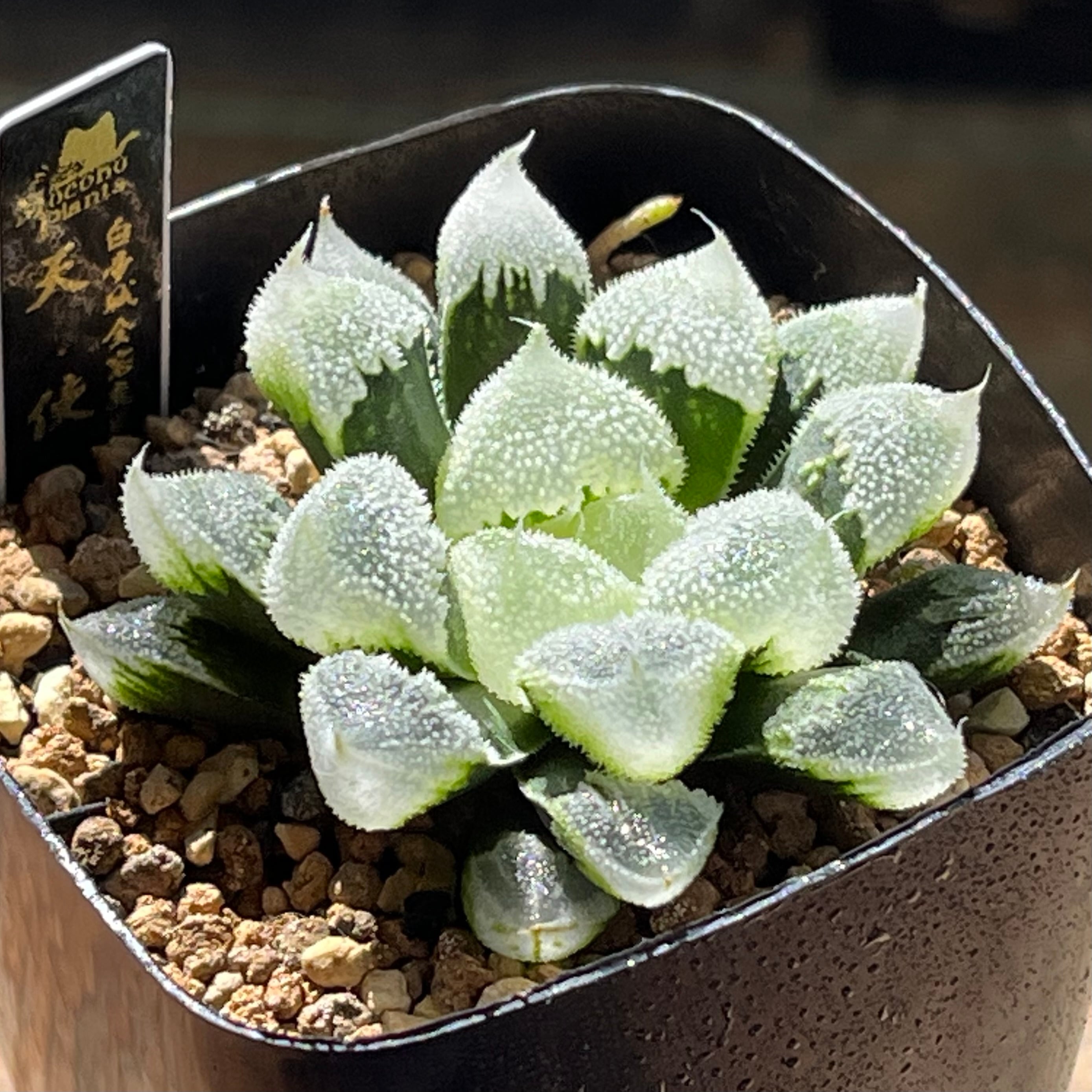 ハオルチア 万象錦 白妙 | mocono_plants