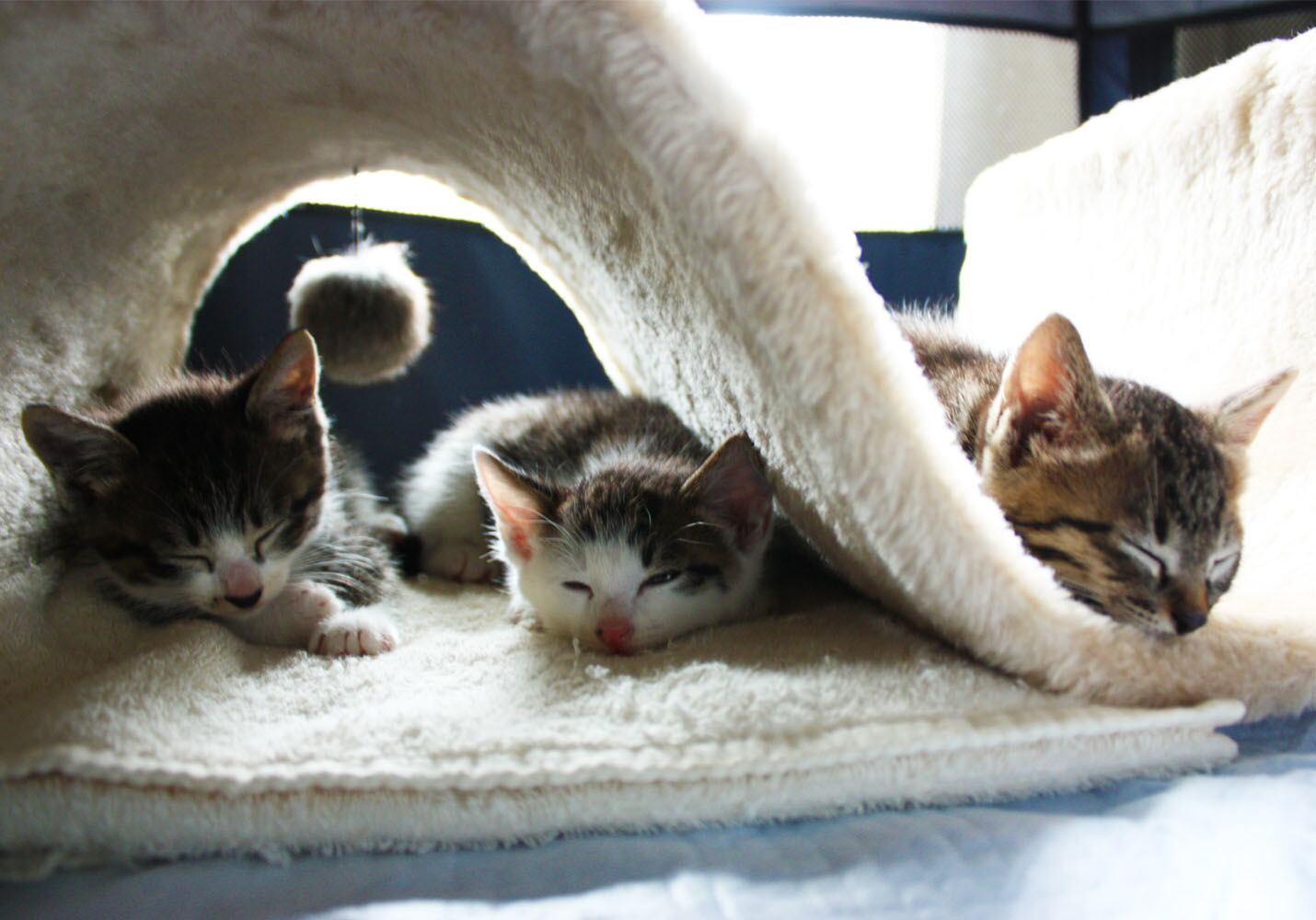 猫 ポストカード The Cat who....勇断睡眠 保護猫ブラザース(4) 10x14.8センチ(cm)官製はがきサイズ 猫写真 はがき ねこ葉書 ネコハガキ Postcard アイとちび