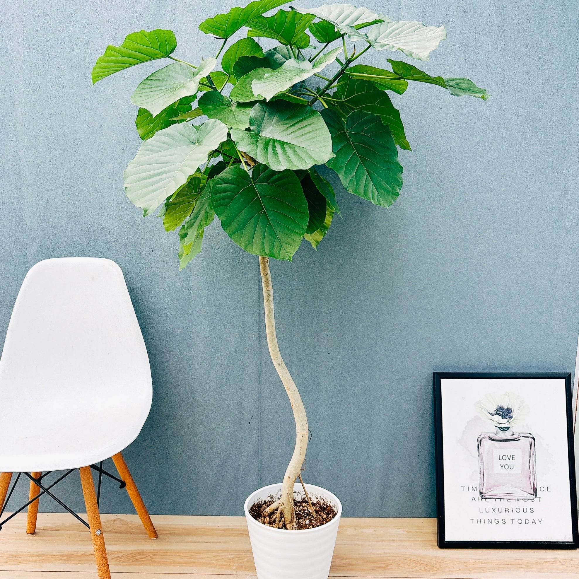 現品］97番 フィカス ベンガレンシス 曲がり 8号 観葉植物 室内 大型