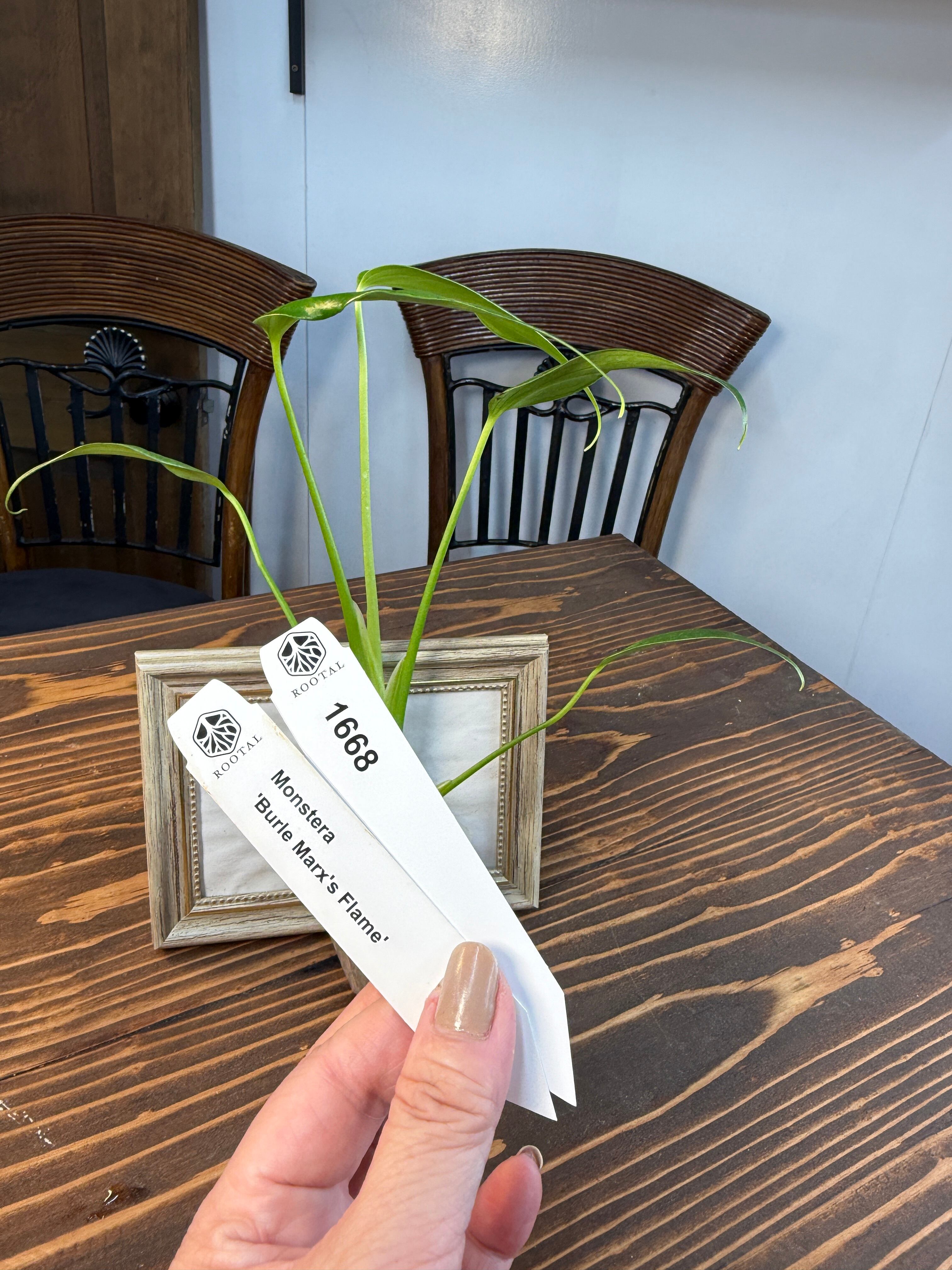 M*j様 新春スペシャル モンステラ ポンポン tc モンステラ | ROOTALPLANTS