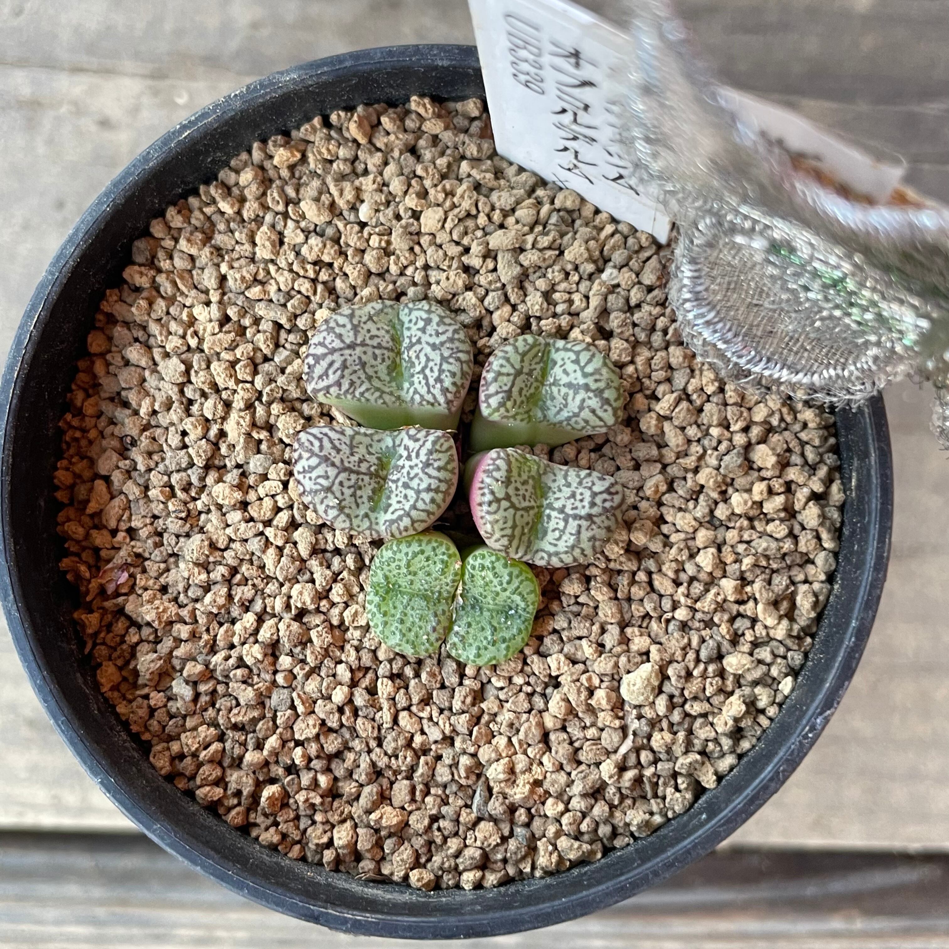 多肉植物 コノフィツム オブコルデルム 3鉢セット