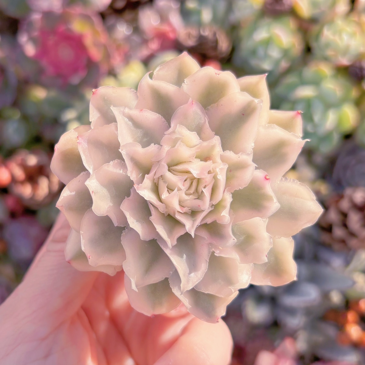 多肉植物 パープルバタフライ錦 新入荷 るる農園 | るる農園~多肉植物専門