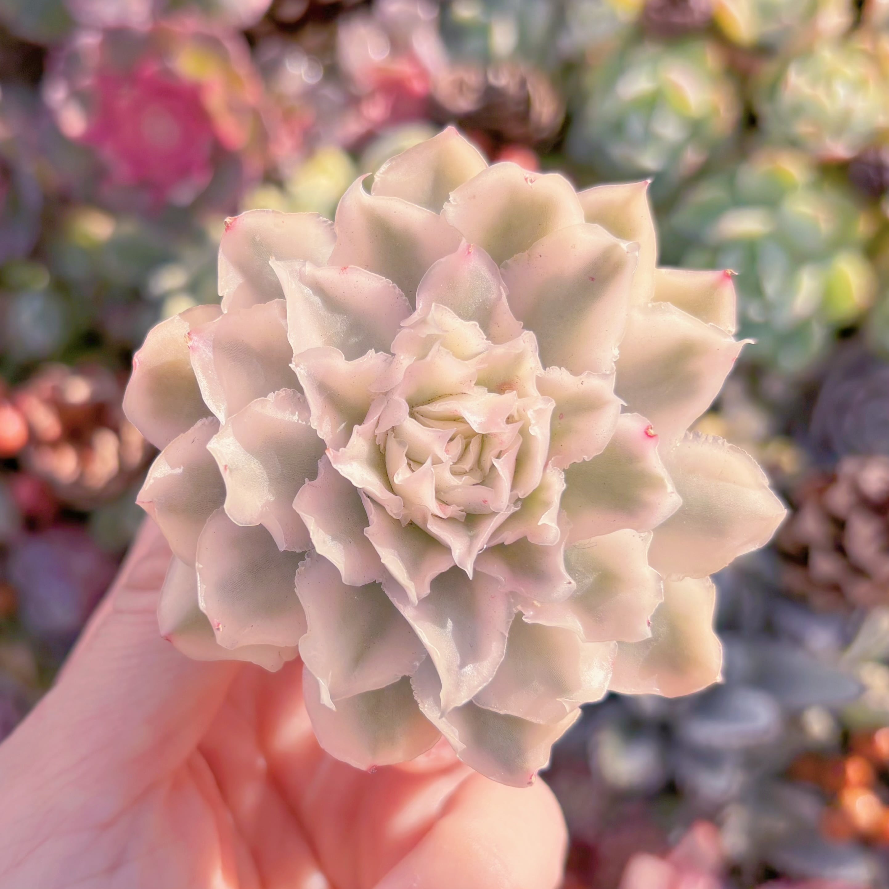 多肉植物　パープルバタフライ錦　新入荷　るる農園