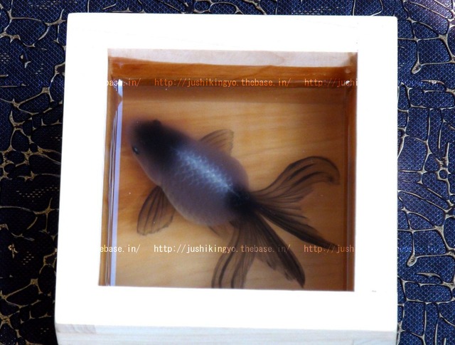 樹脂金魚絵 青文 在庫１点 樹脂金魚工房