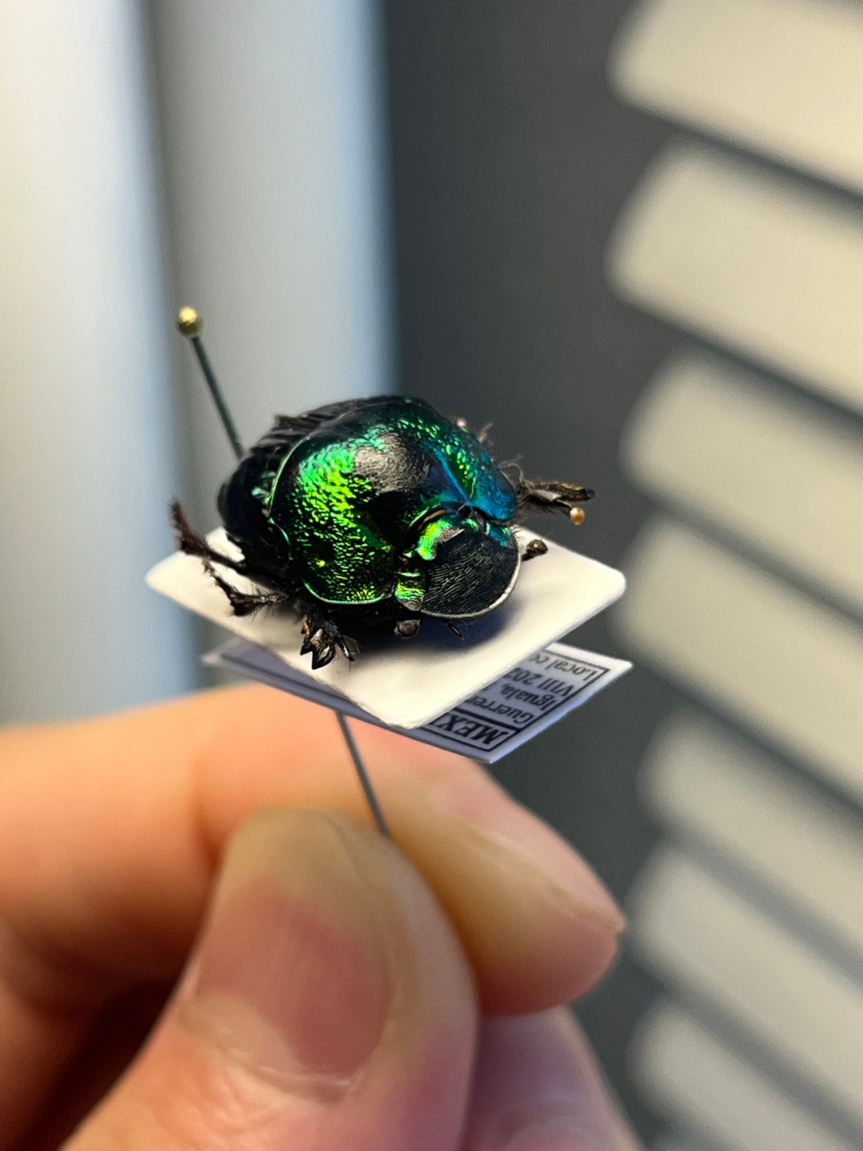 18mm♀】デーモンニジダイコクコガネムシ 糞虫フンチュウフンコロガシ