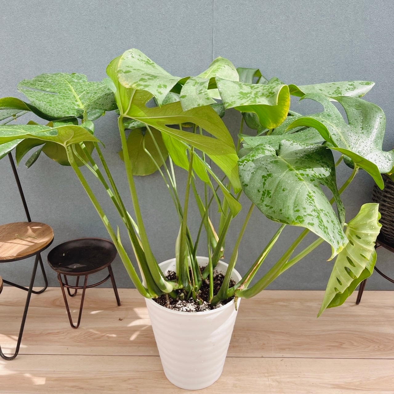 現品］1番 ユッカ エレファンティペス 斑入り 10号 観葉植物 室内 大型