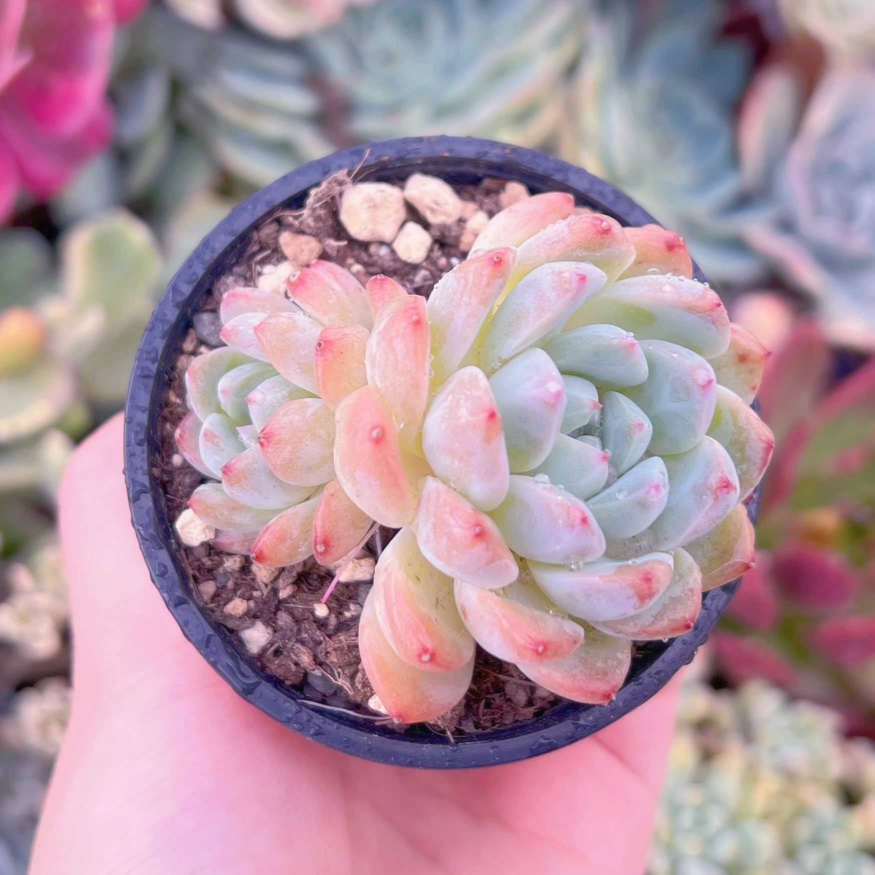 へ*こ様 アロカシア ウェンティ 斑入り サンセットゴールド 2025年最新