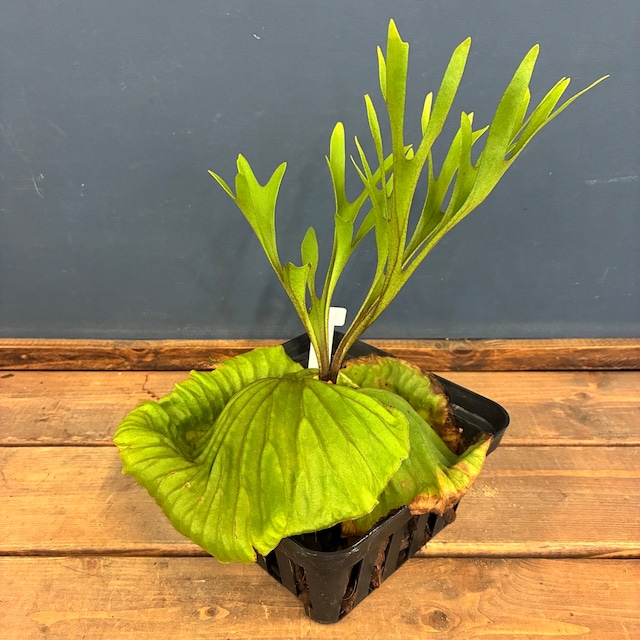 【新着3日限定10%OFF】【伊藤蟻】ビカクシダ　リドレイ (upright cluster fronds #1) sporeling【1030】