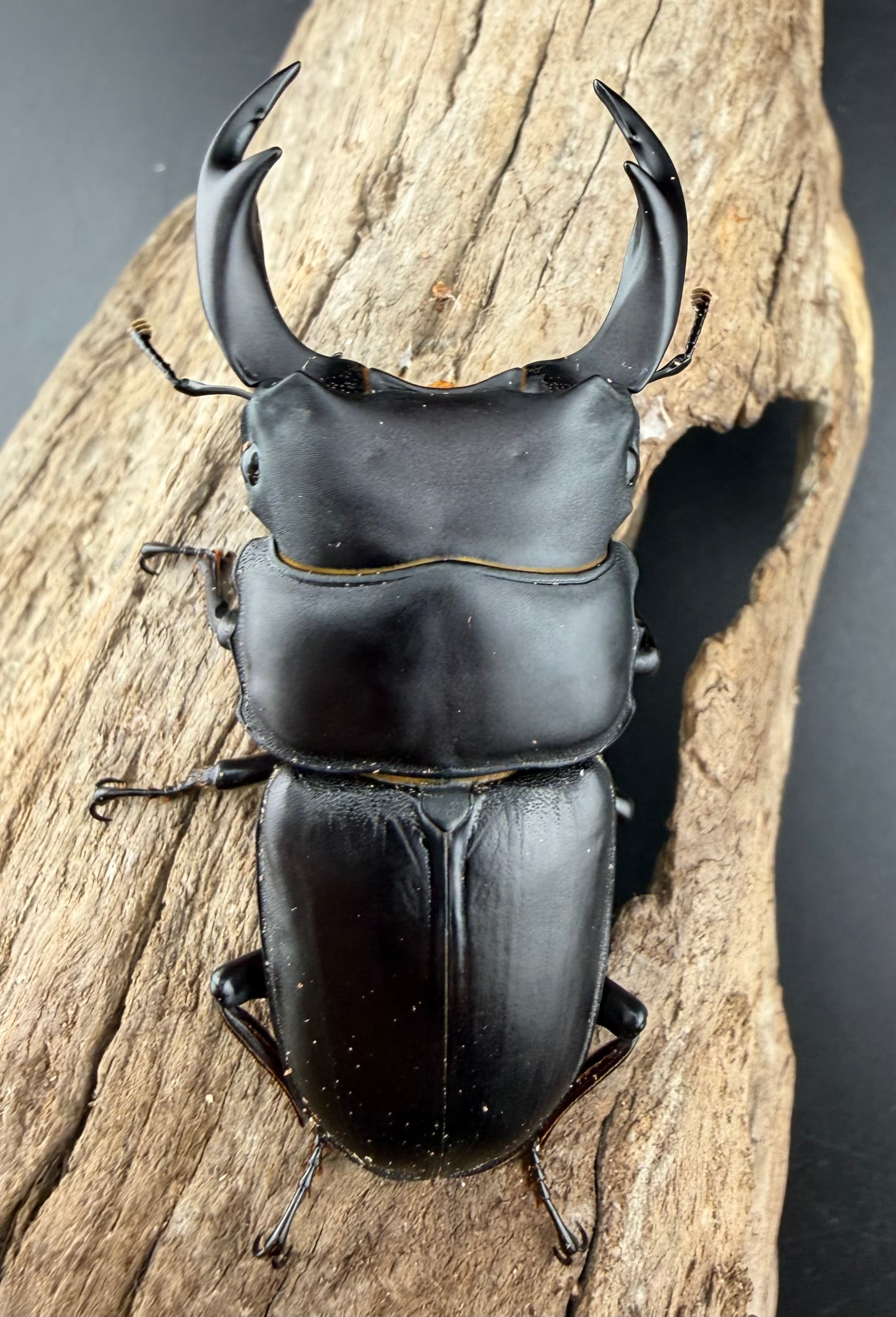 F0】《国産オオクワガタ 茨木市産 64.5mm ♂♀♀トリオ》 | KPW公式