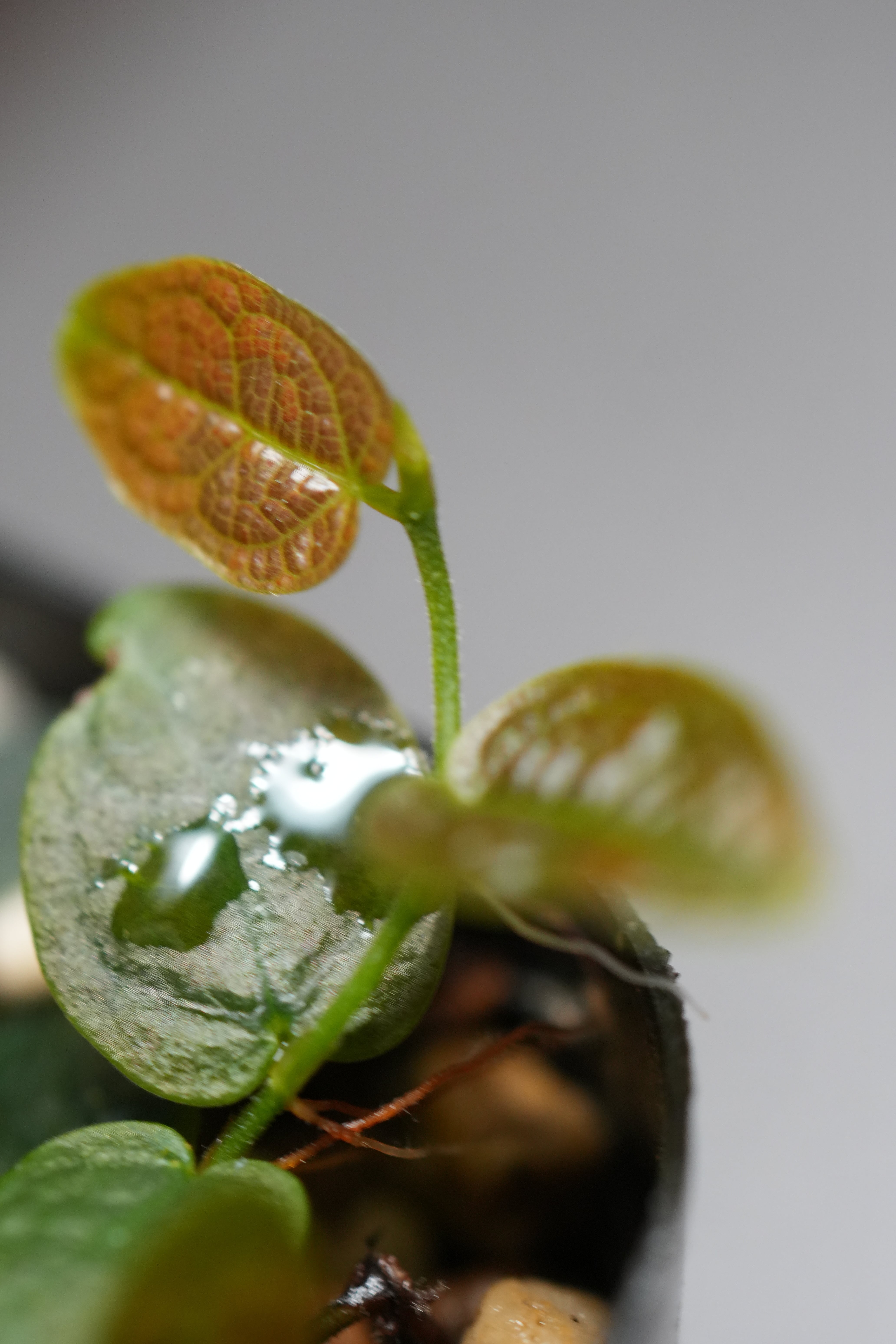 SCALE_VIVARIUM | 蝉ノナキガラ