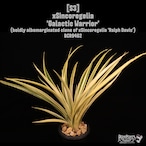 【reserved】xSincoregelia 'Galactic Warrior'〔シンコレゲリア〕S3