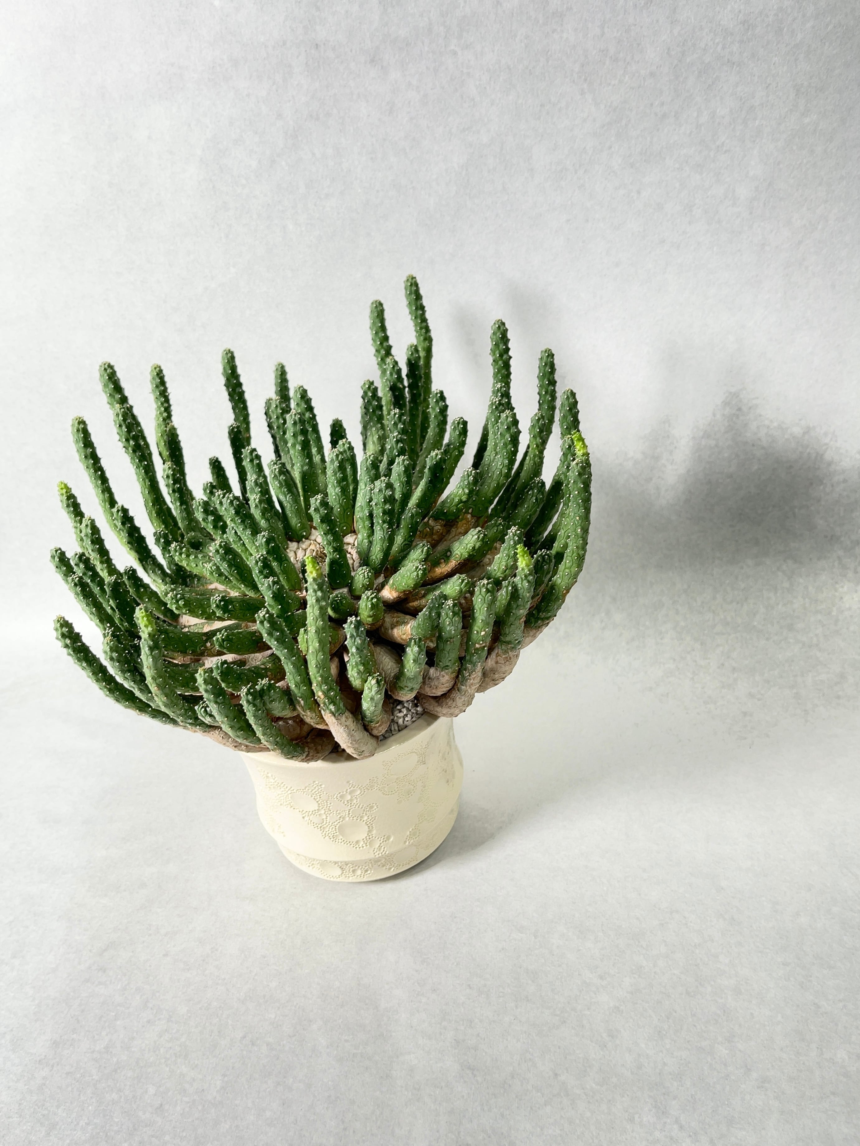 ユーフォルビア・エスクレンタ | trigger