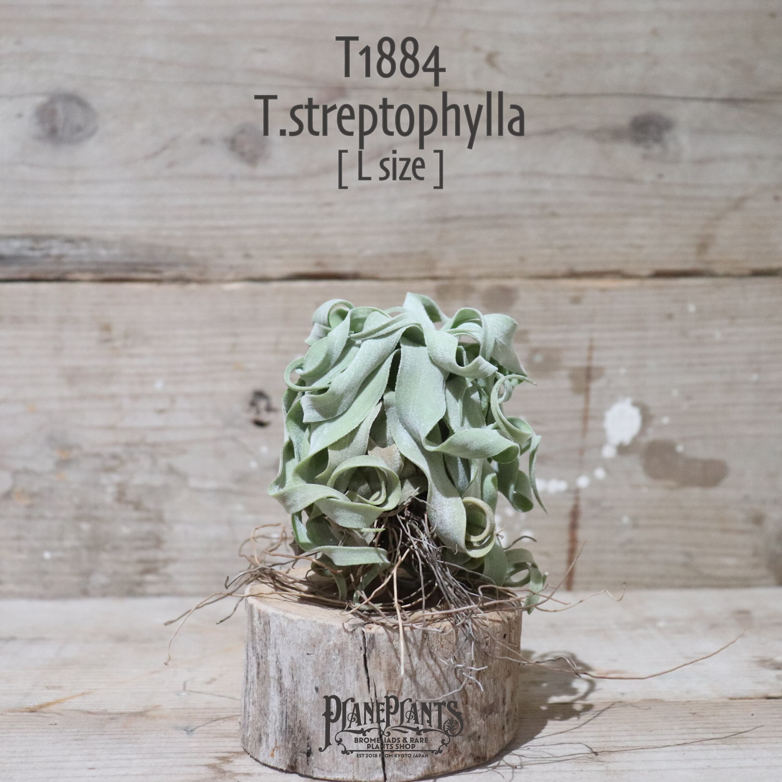 【送料無料】ストレプトフィラ L〔エアプランツ〕現品発送T1884