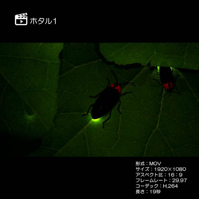 ほたるページ 519MtEDGjsL._AC_SY200_QL15_.jpg