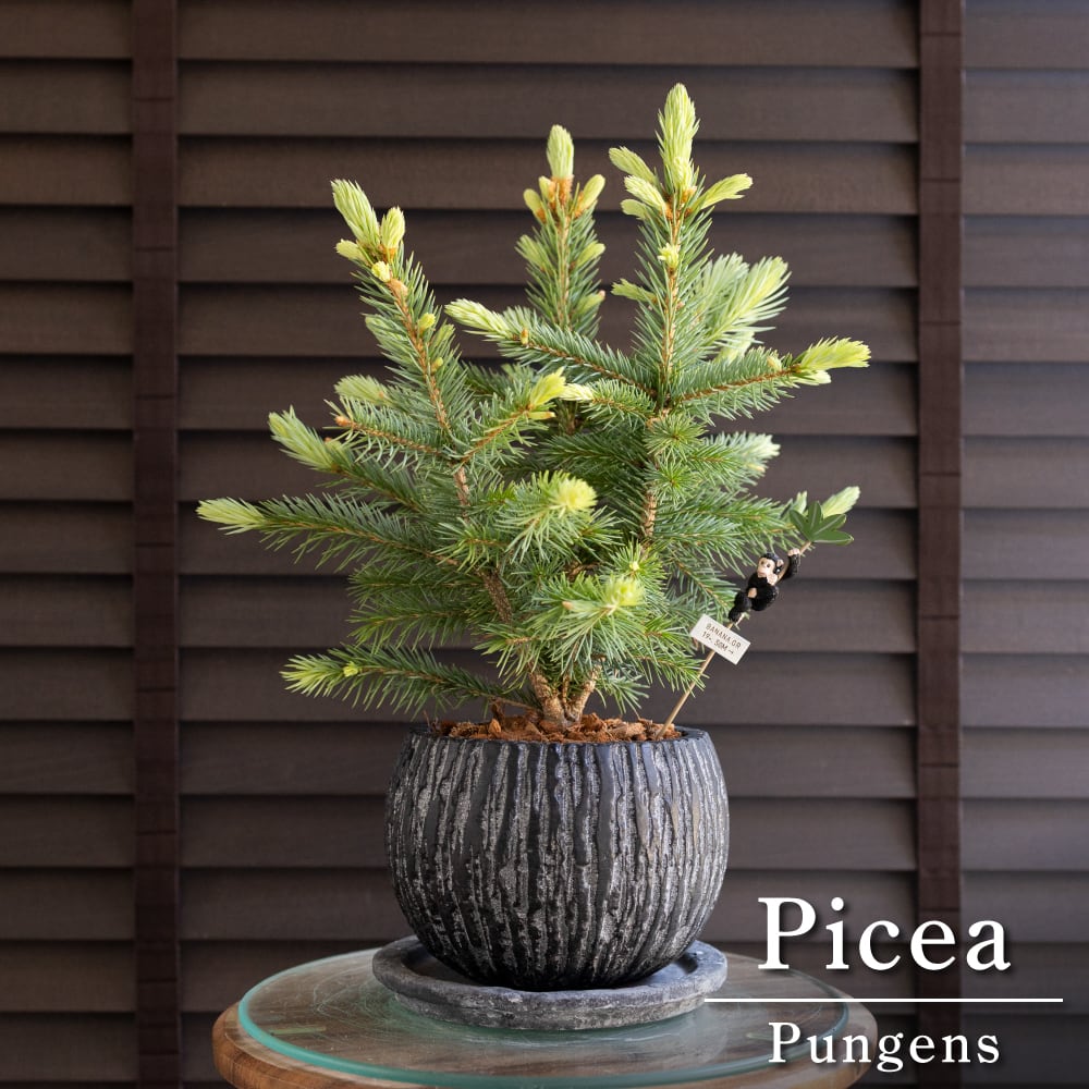 ピセア プンゲンス Picea pungens コロラドトウヒ 5号 陶器鉢 ピック付 ドイツトウヒ 0505NV