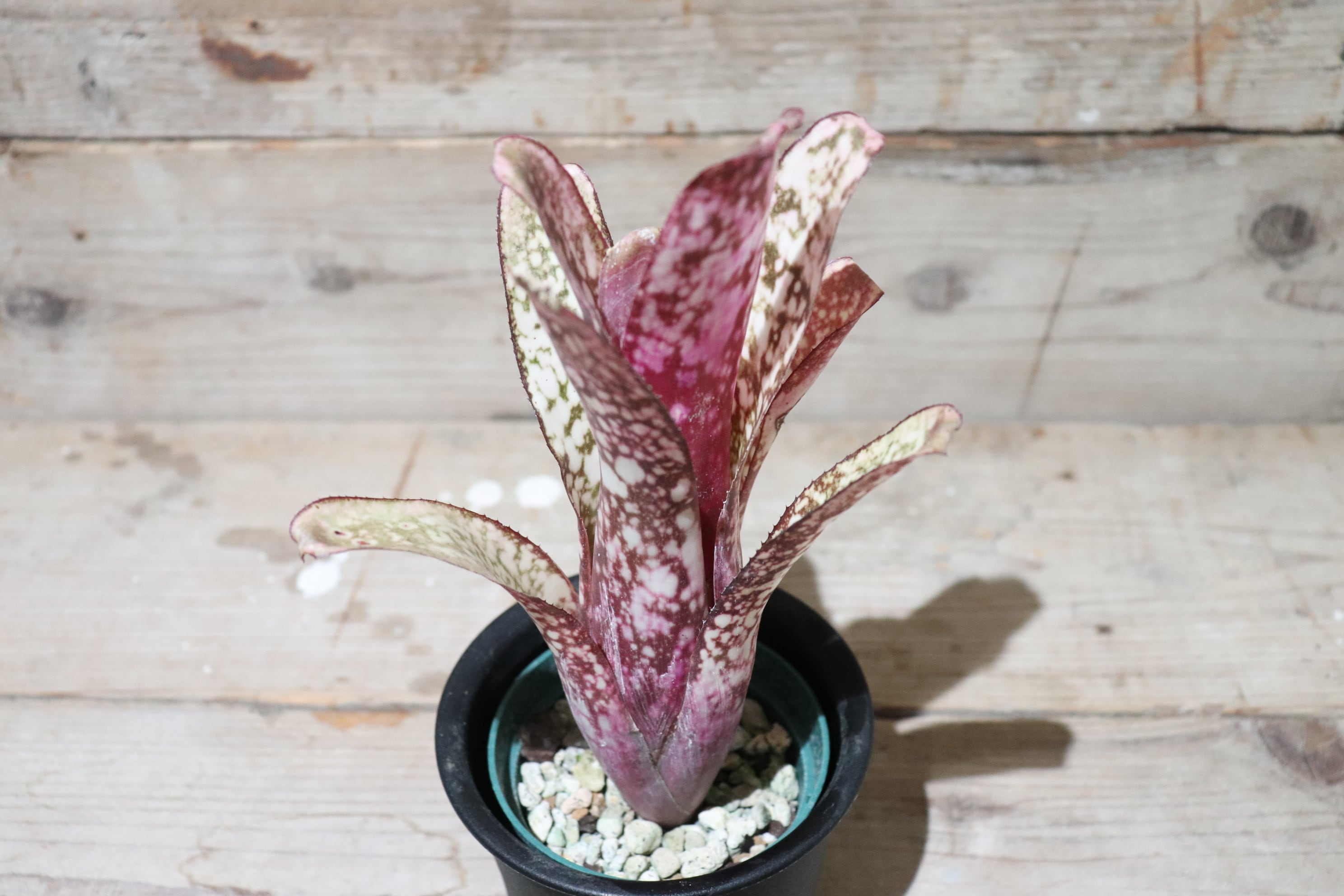 る*た様 Billbergia 3株セット Billbergia3株セット①
