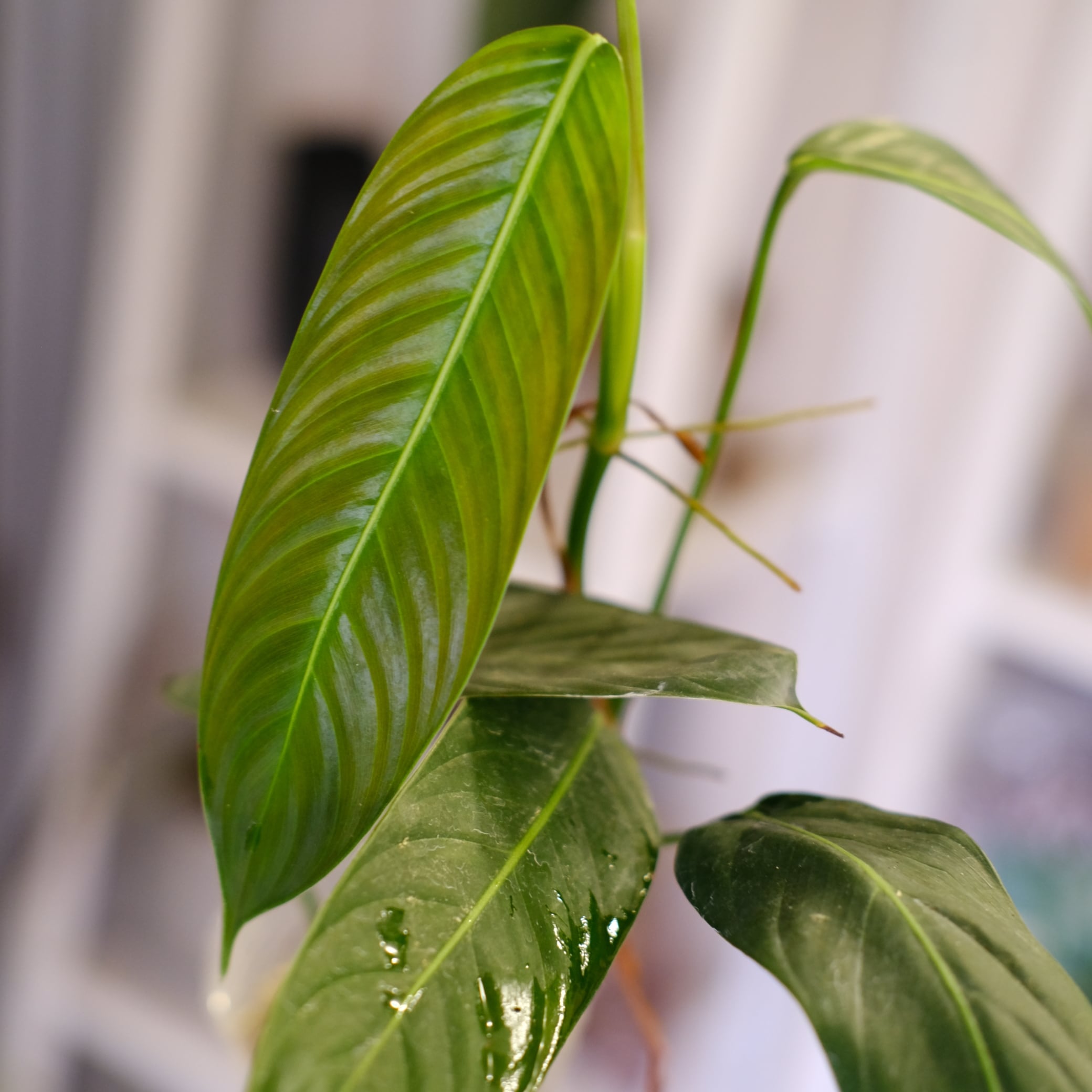 フィロデンドロン / Philodendron | tokyoplants (トーキョープランツ