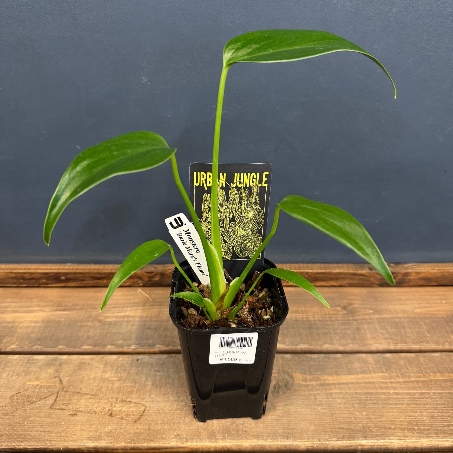 モンステラ　バールマルクス 園芸ネット本店｜モンステラ：バールマルクスフレーム 6号鉢植え26-02