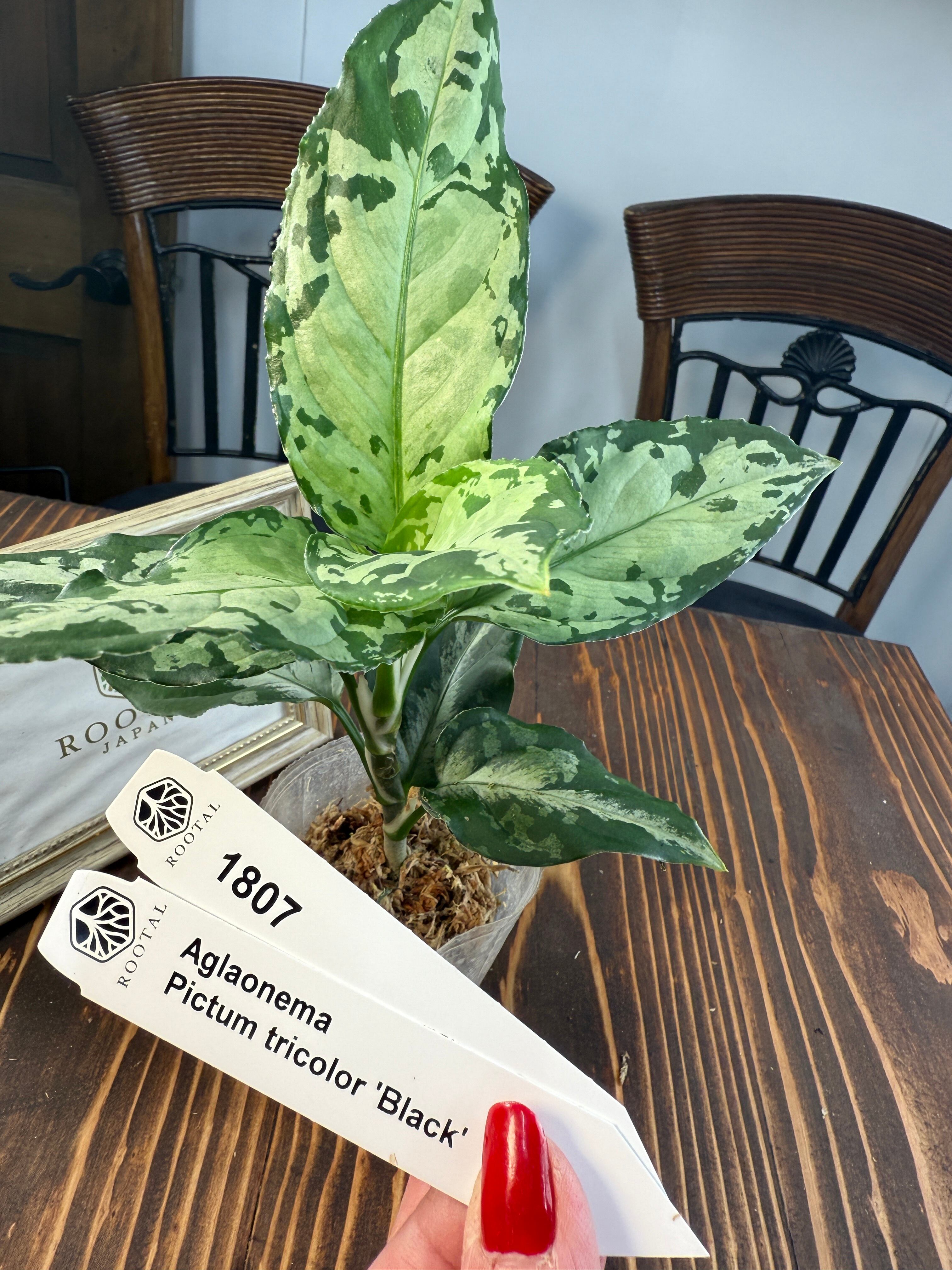 アグラオネマ | ROOTALPLANTS