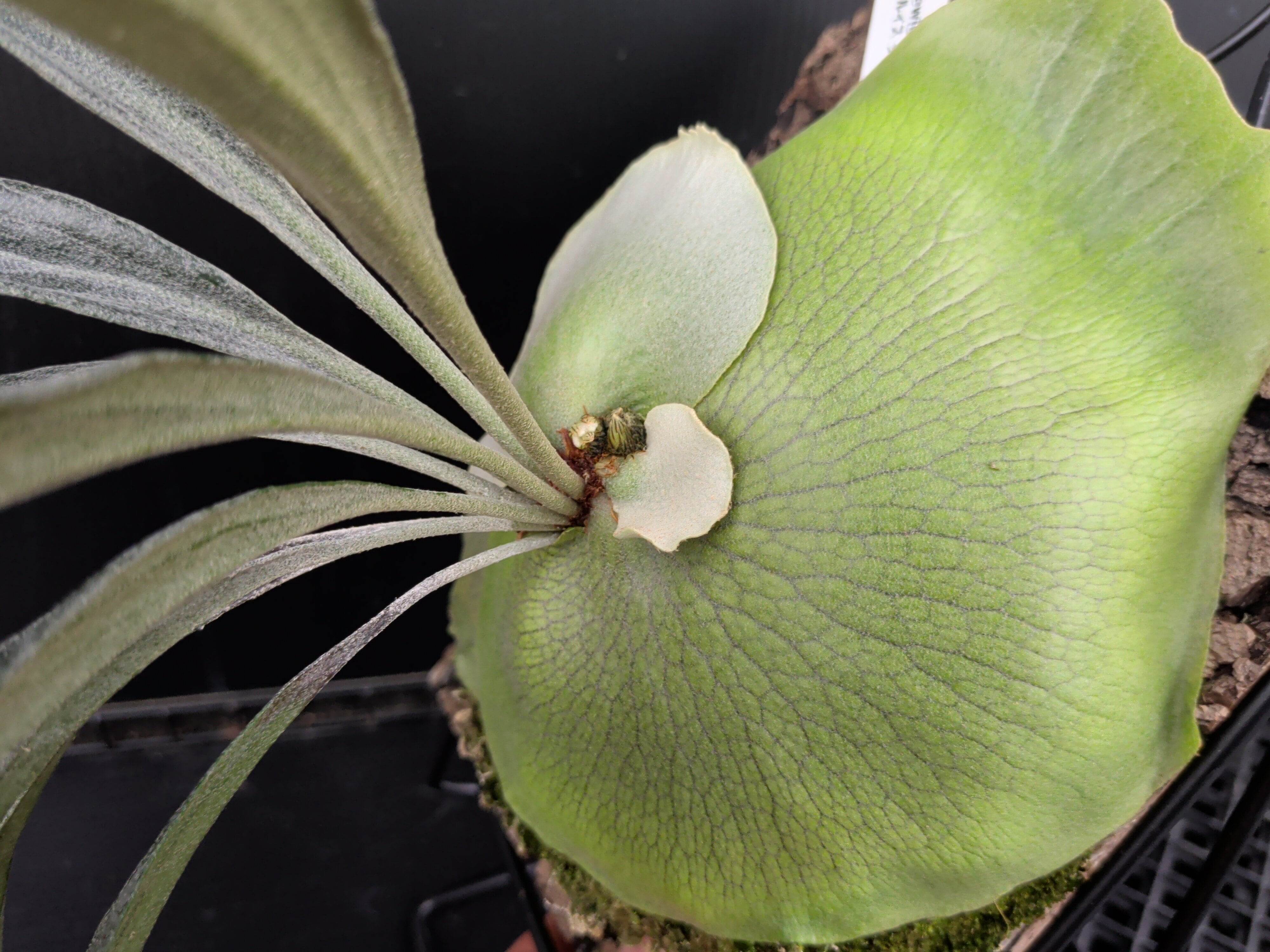 P. Mt. lewis thin & dwarf 'Little kitty' (TC) | 新垣洋らん園