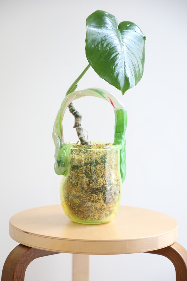 【citron】ガラスアーティスト ”Yuri Iwamoto”×翠堂明 コラボ作品