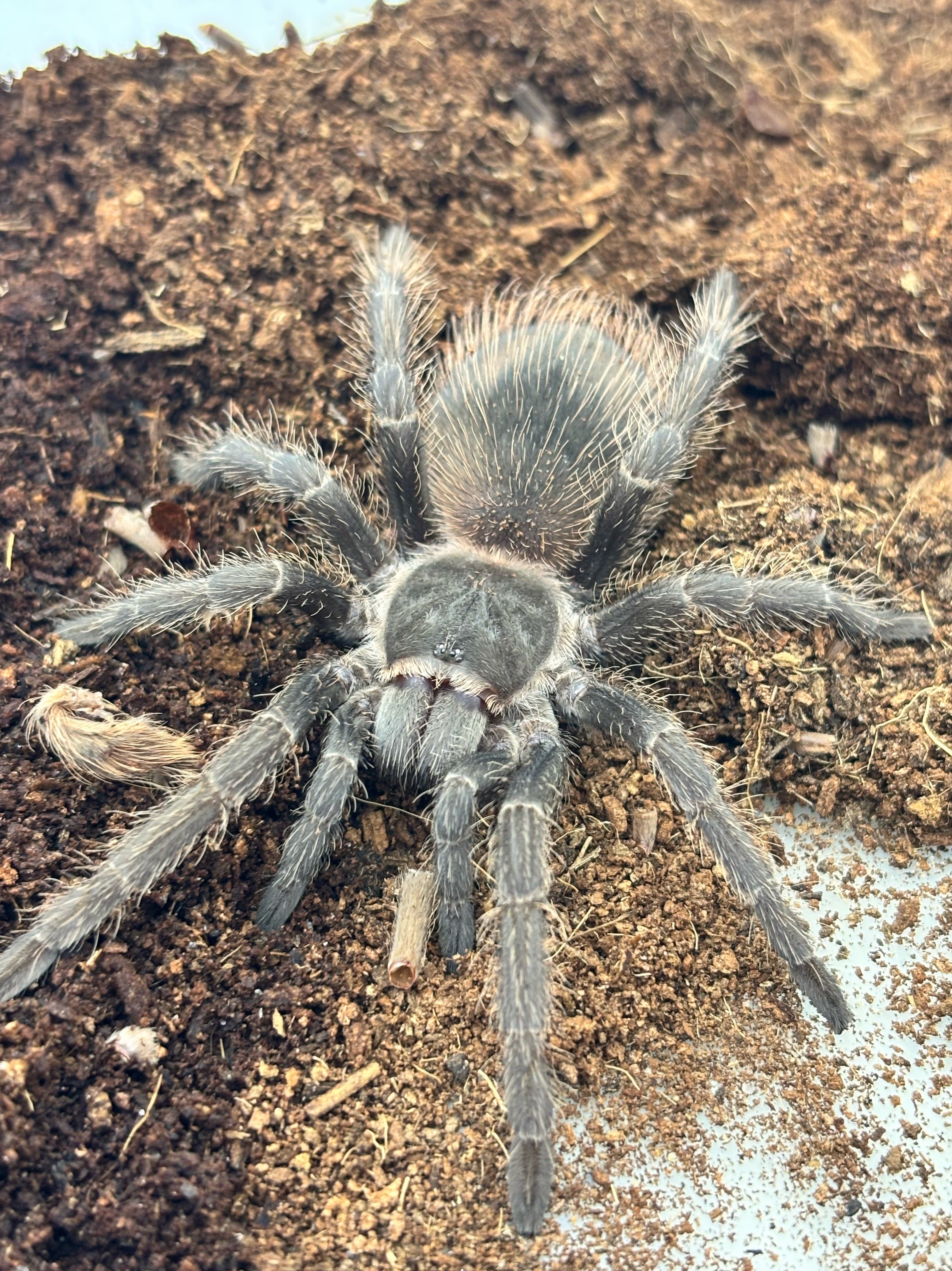バイーアスカーレット Lasiodora klugi 1匹 | まるころ商店〜まるくて