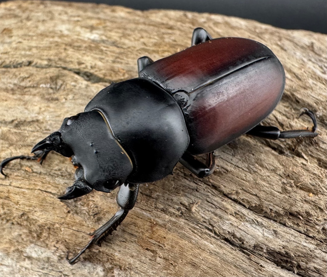 【WD】《マクレイコクワ 雲南省産 37mm ♀単》