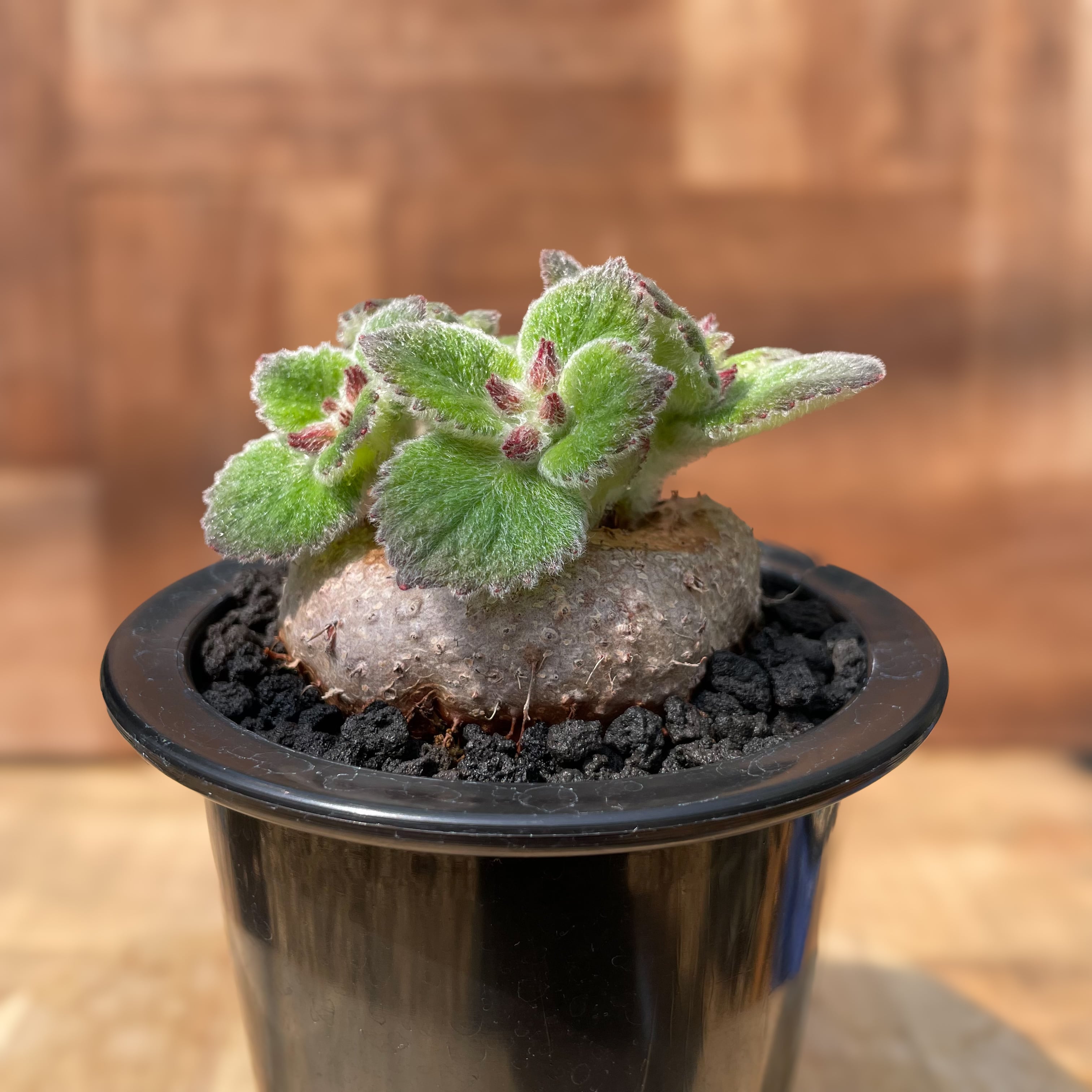 レア株】パキポディウムデカリー 塊根植物 刺そ 多肉 コーデックス