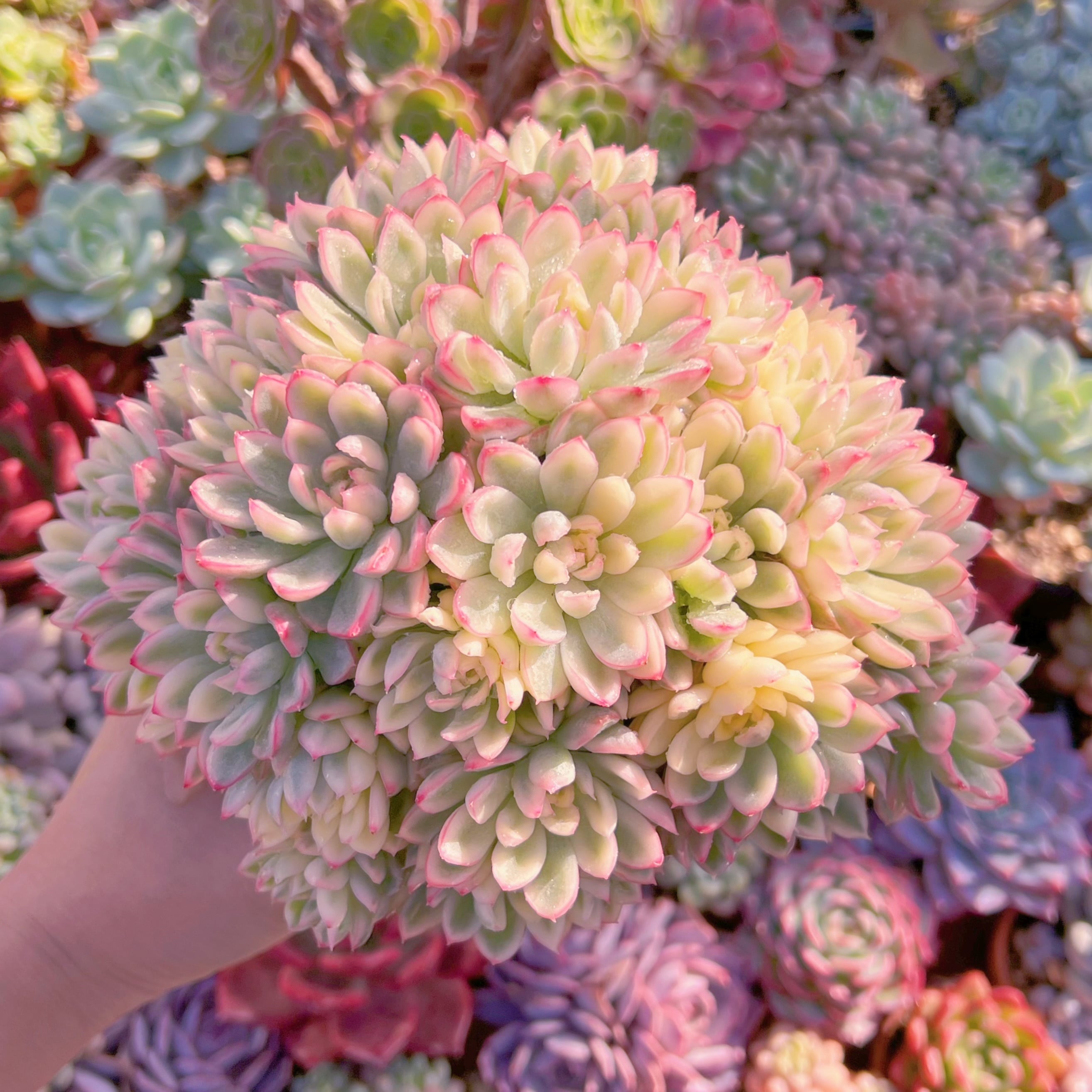 多肉植物　女雛錦　新入荷　レア特特大群生　るる農園