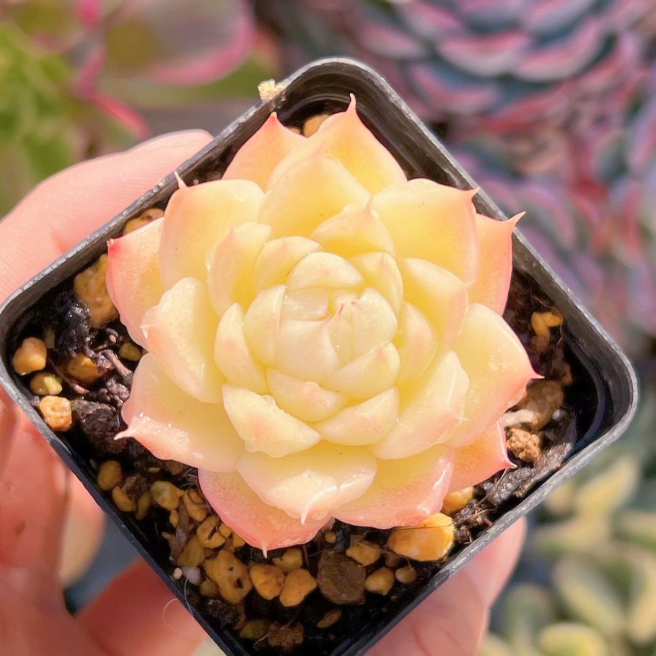 現品　杏奈#882   るる農園