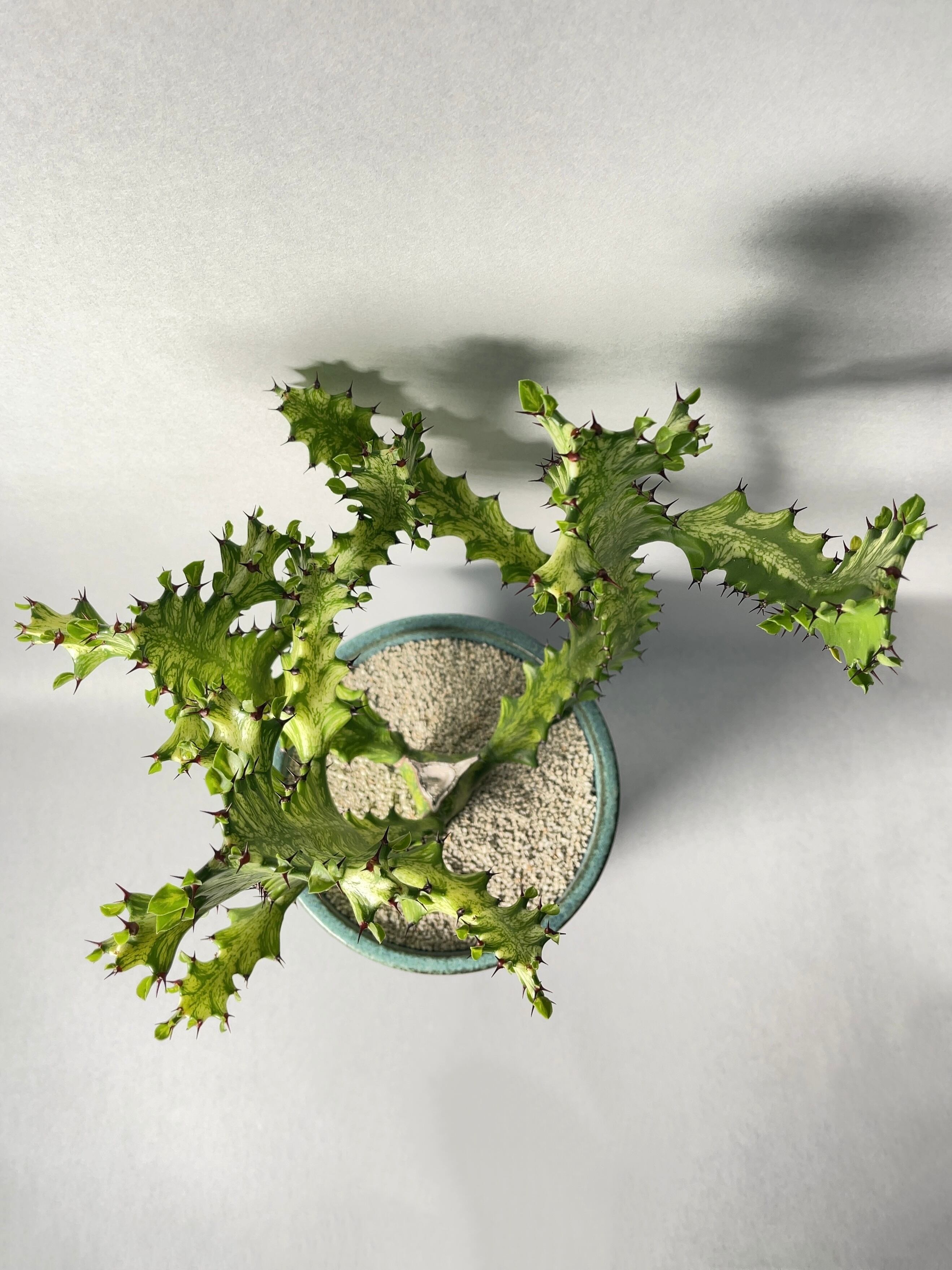 ⭐ユーフォルビア・イエローゴースト⭐ ユーフォルビア イエローゴースト Euphorbia lactea Yellow