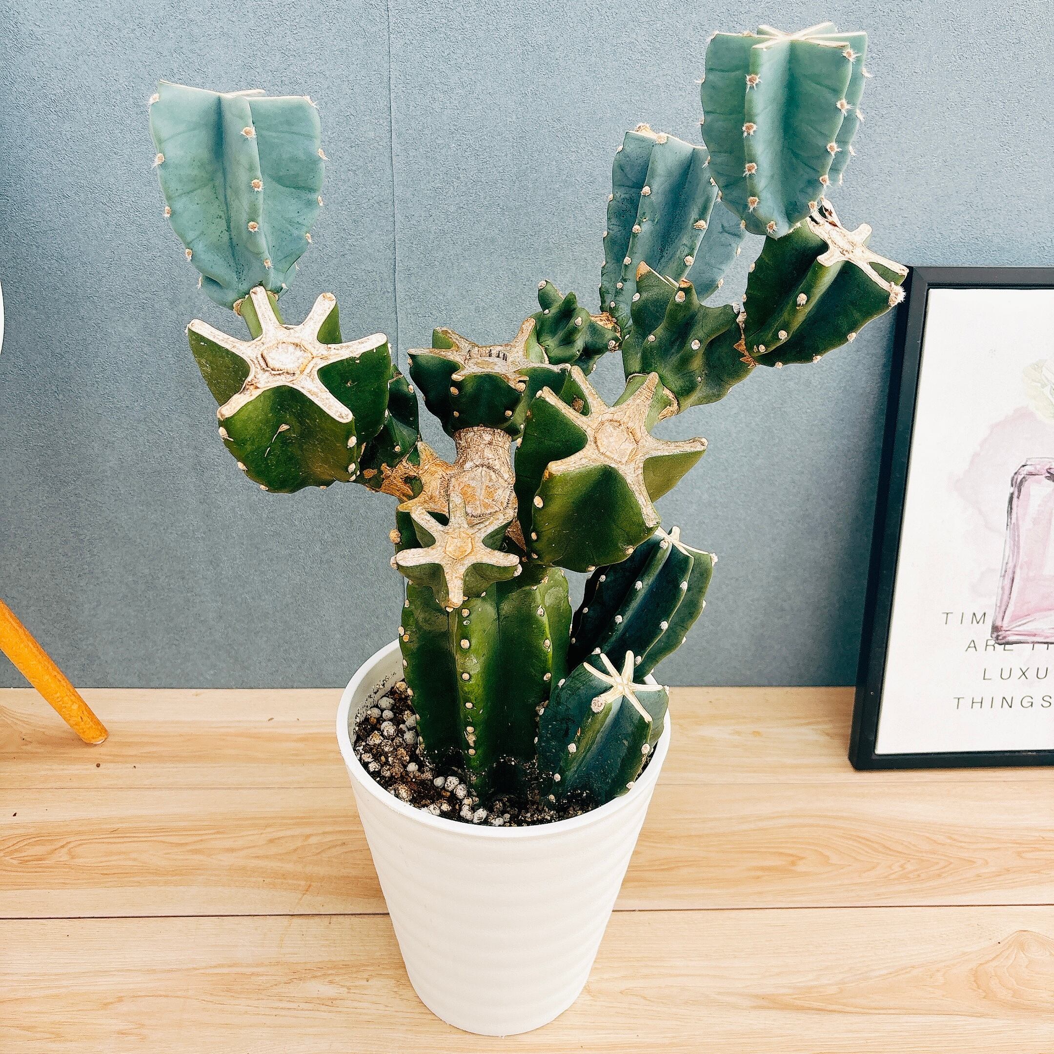 アガベ チタノタ×ロファンサ 萬代巌竜 ハイブリッド | Pay ID