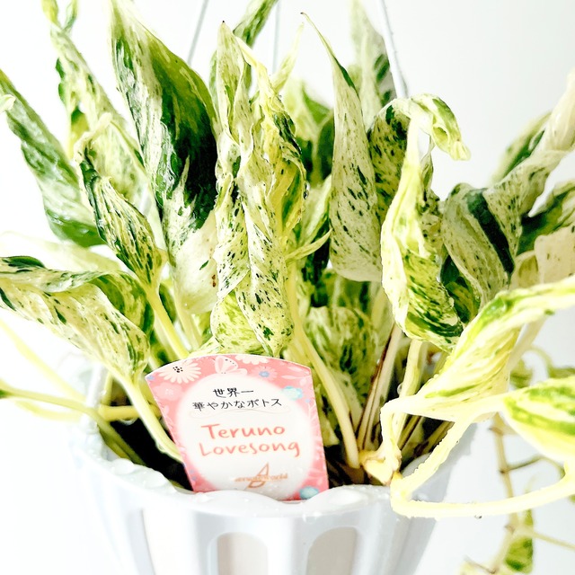 ポトス テルノラブソング 観葉植物 calm cafe