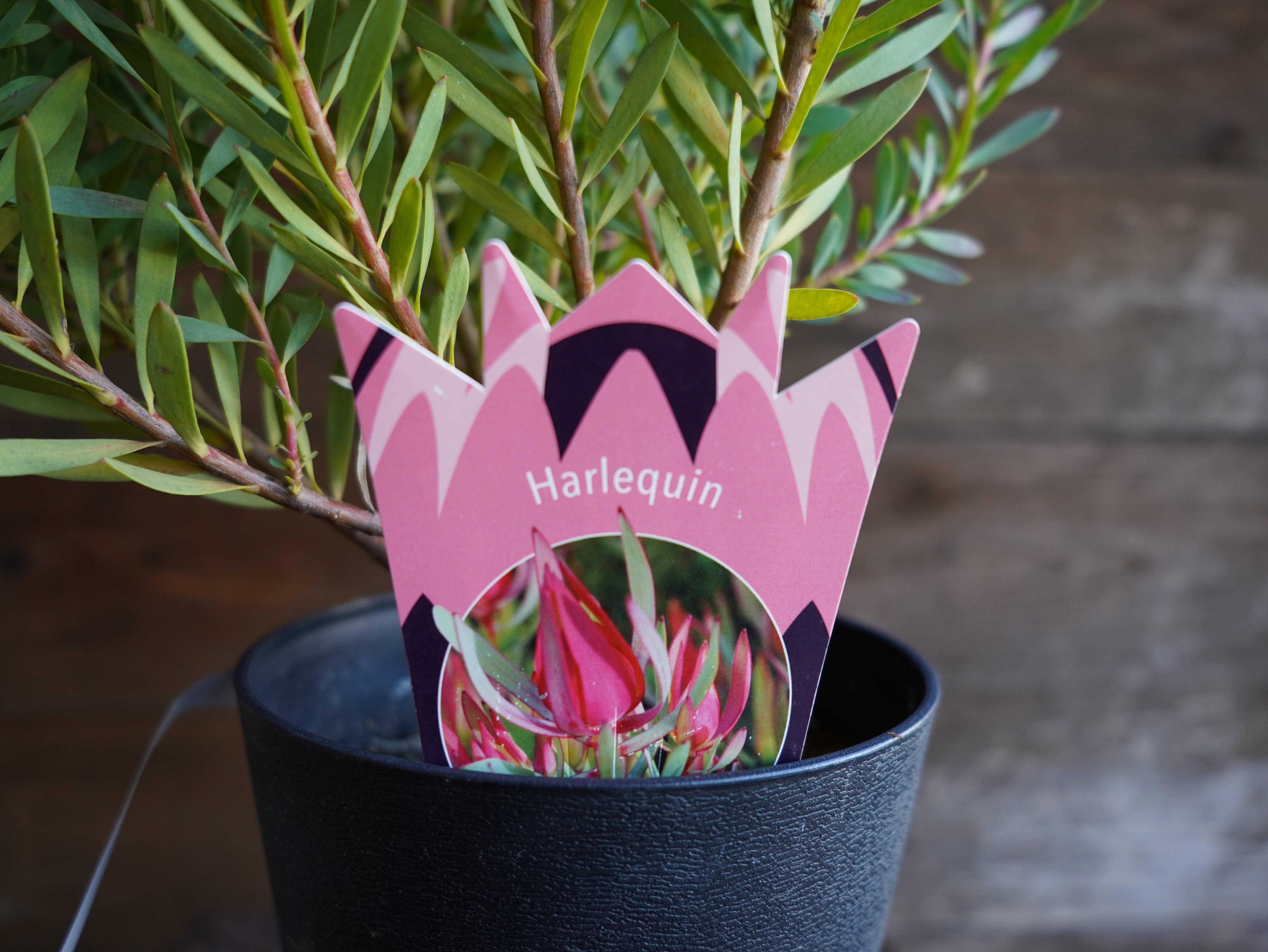 【現物】リューカデンドロン　”Harlequin”　A