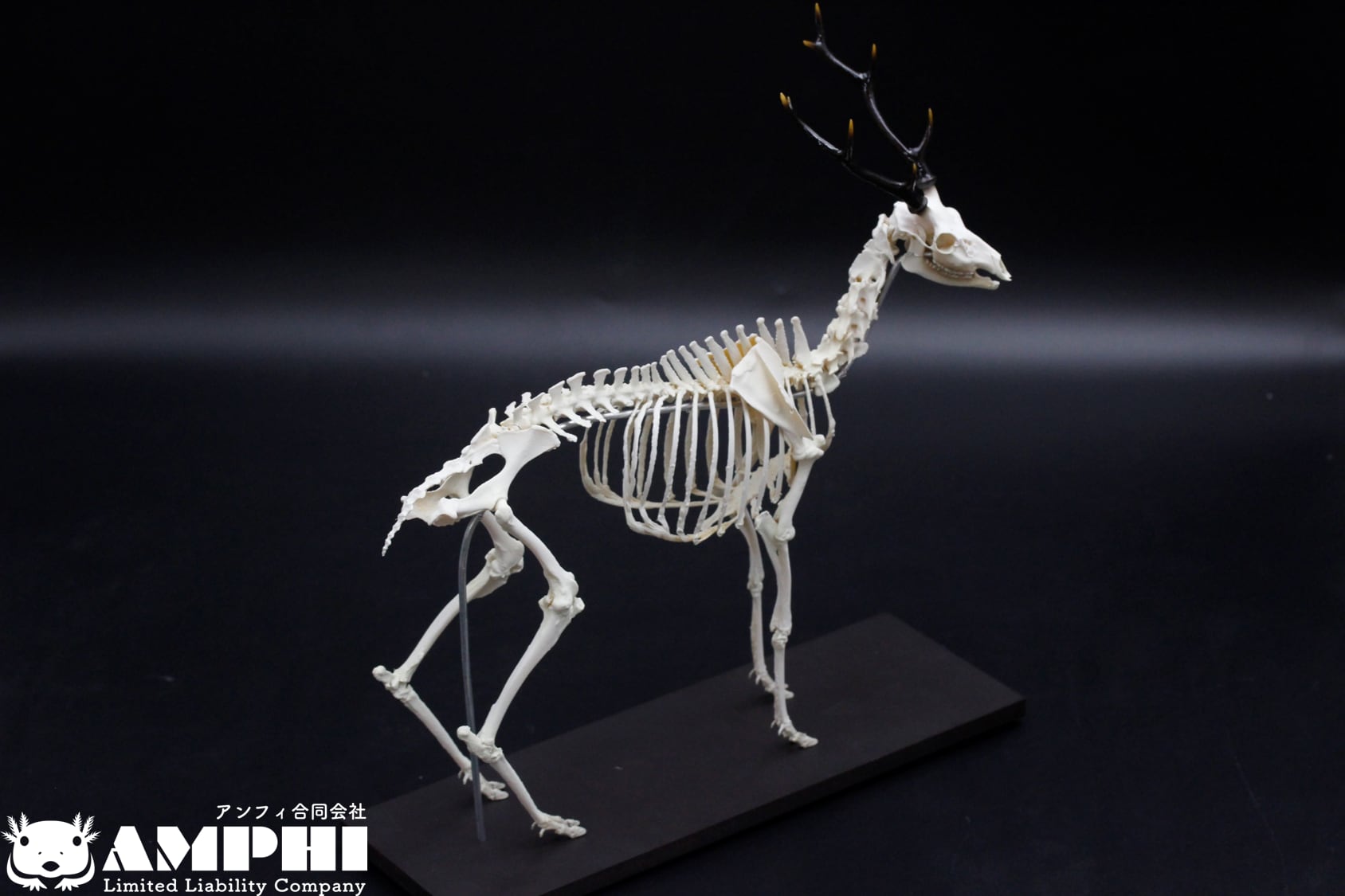 ニホンジカ 大きめサイズ！29cm縮小全身骨格レプリカ | アンフィ合同会社