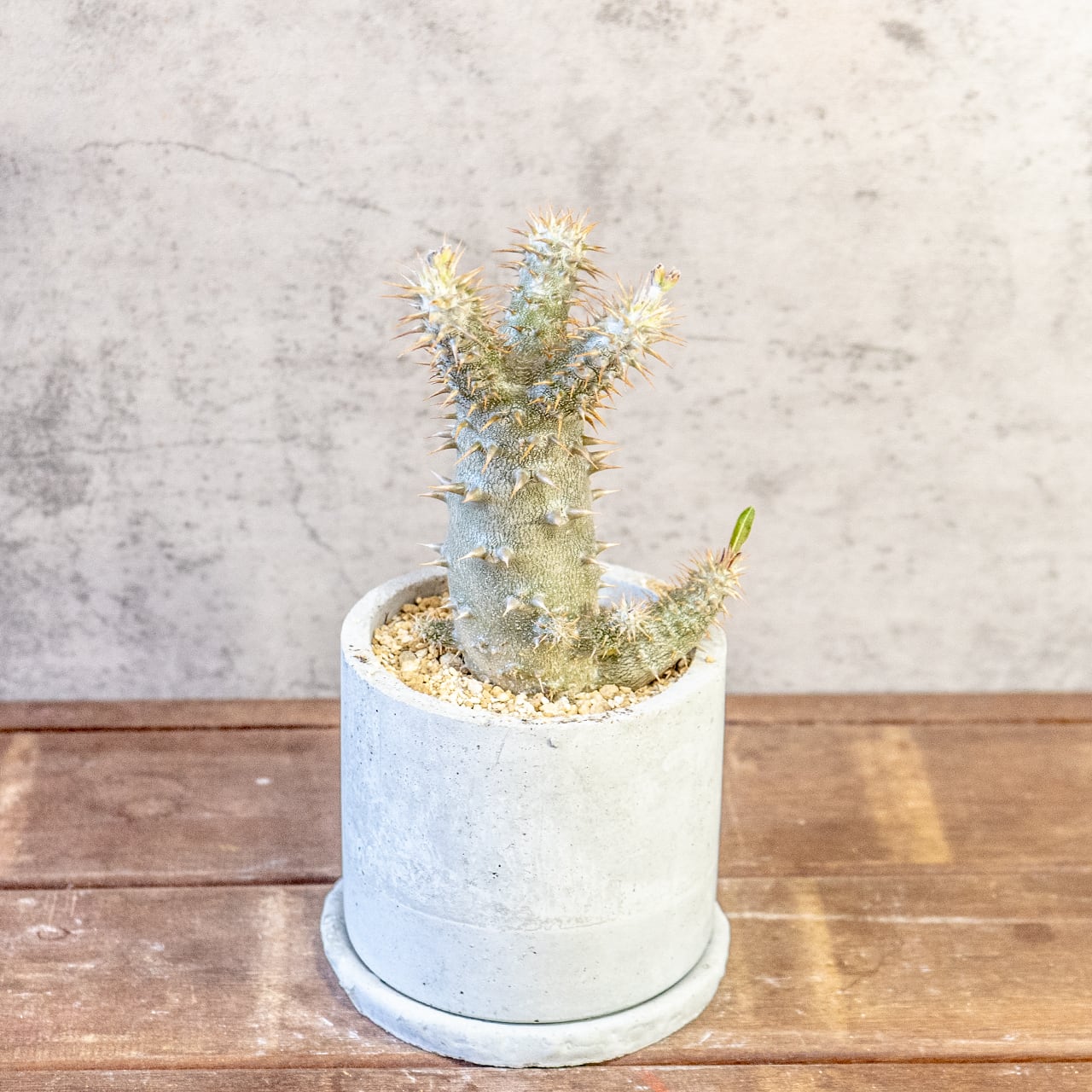 【太い幹。鋭い棘。力強さ溢れる姿】パキポディウム・デンシフローラム。根腐れを防ぐ独自配合の用土で、安心のボタニカルライフ|虫発生抑制(全国一律送料850円)