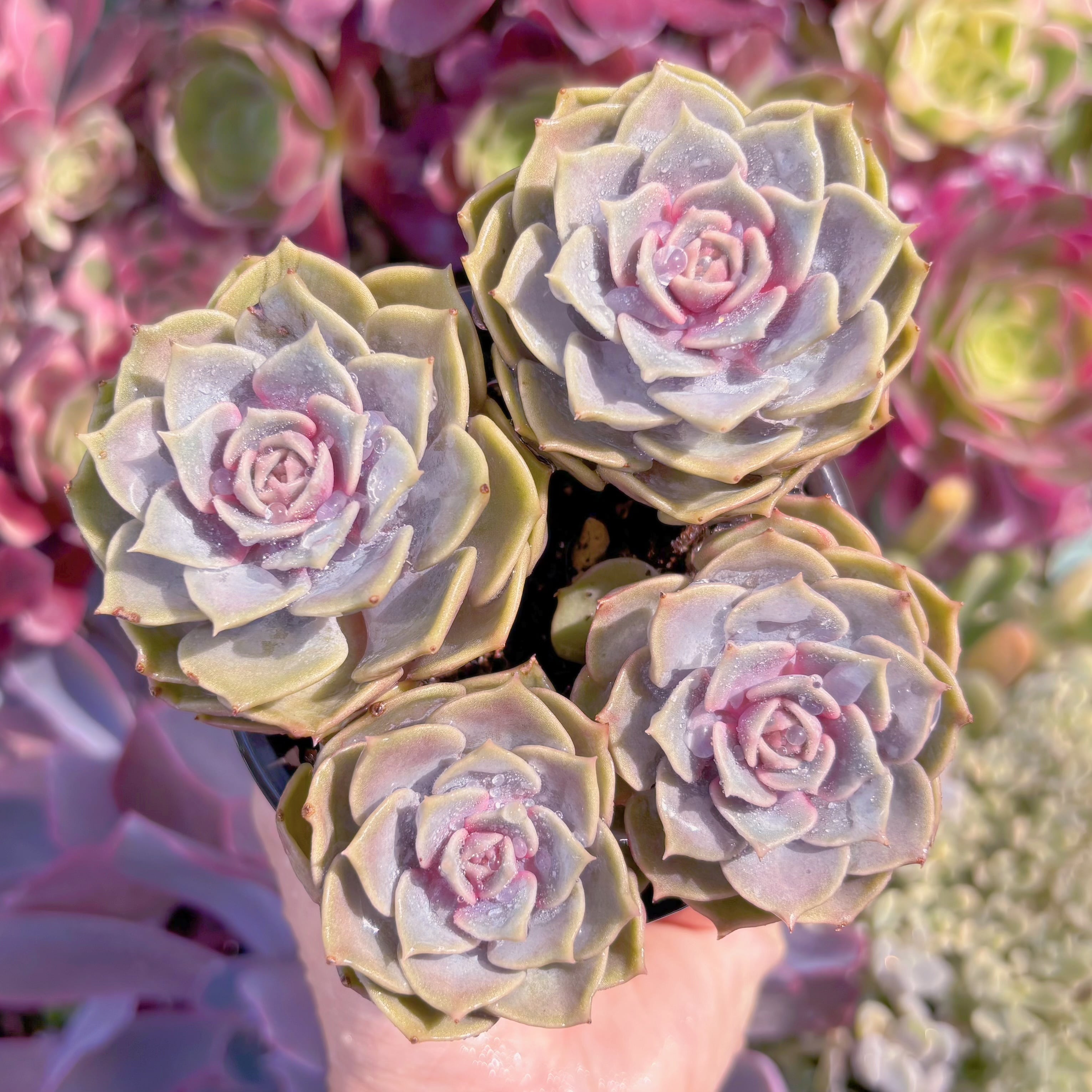 現品　ピンクローラ#799　るる農園