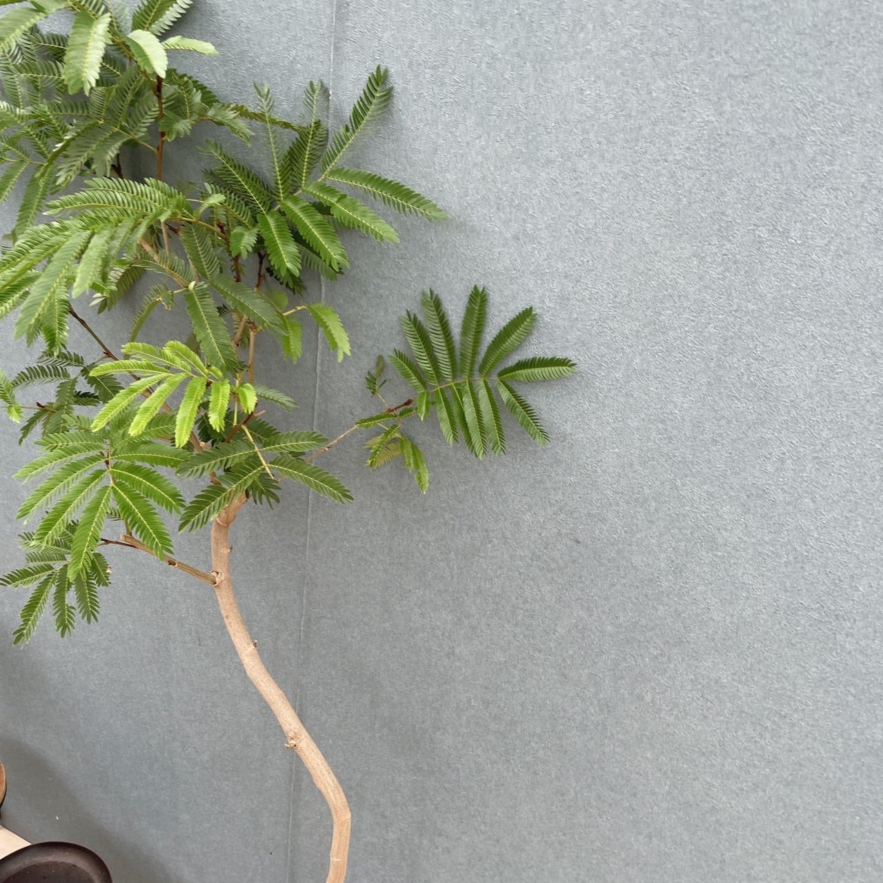 現品］15番 エバーフレッシュ 曲がり 7号 観葉植物 室内 大型 人気