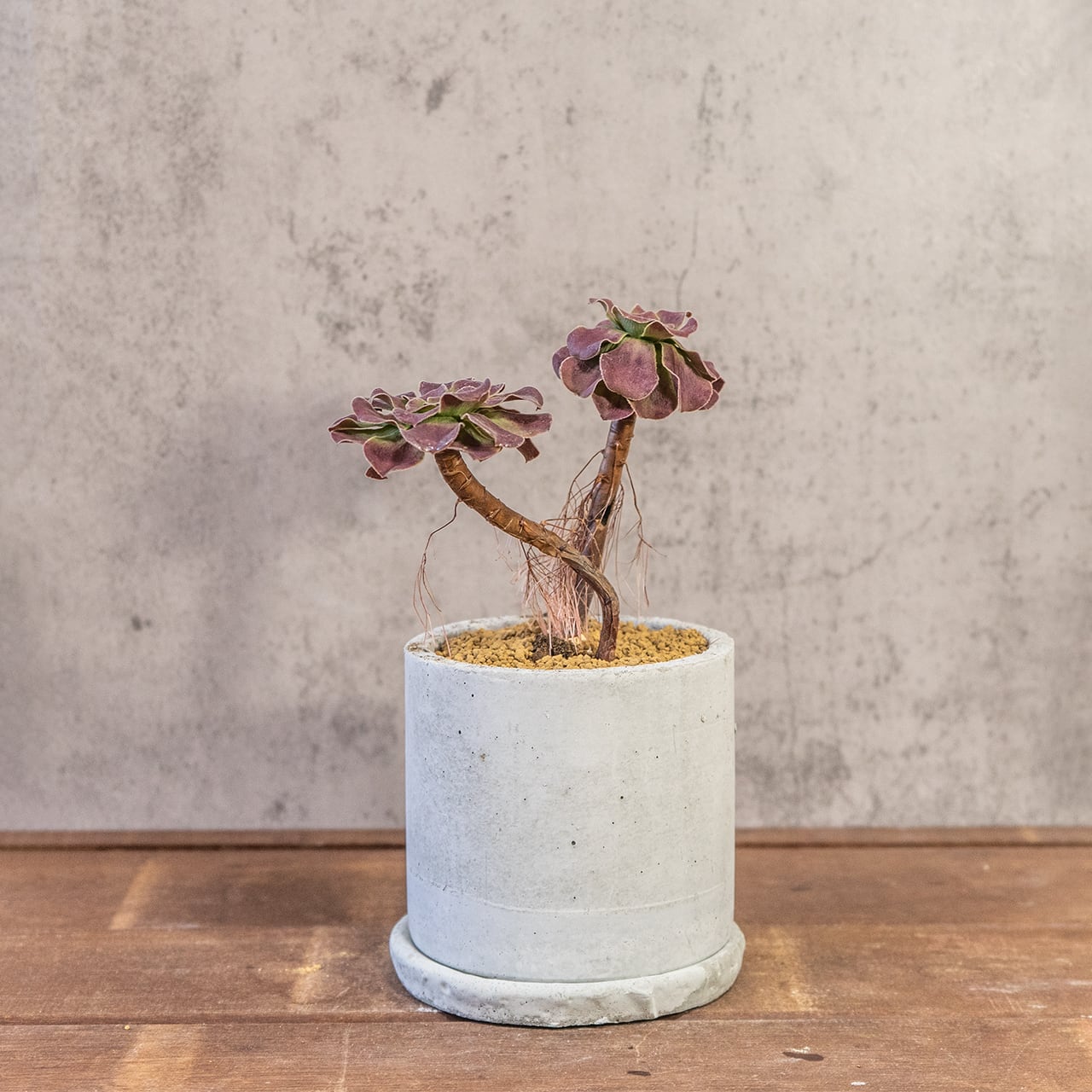 アエオニウム・カシミヤバイオレット｜二株のバランスが絶妙な立体フォルム【モルタル鉢×多肉植物】