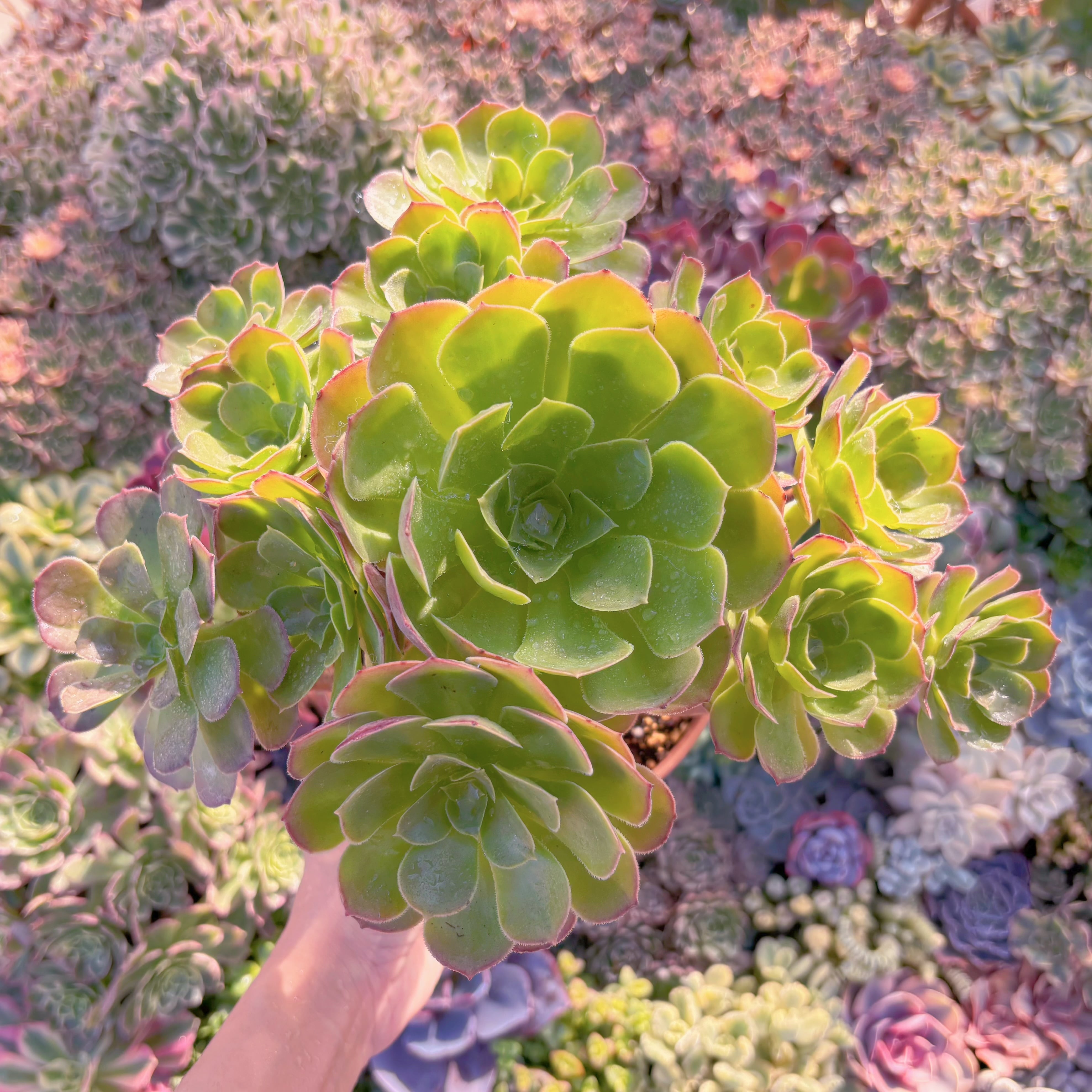 現品　ローズ法師#M157　大群生　るる農園