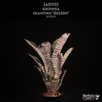【送料無料】Aechmea 'DeLeon's Chantinii'〔エクメア〕現品発送A0113